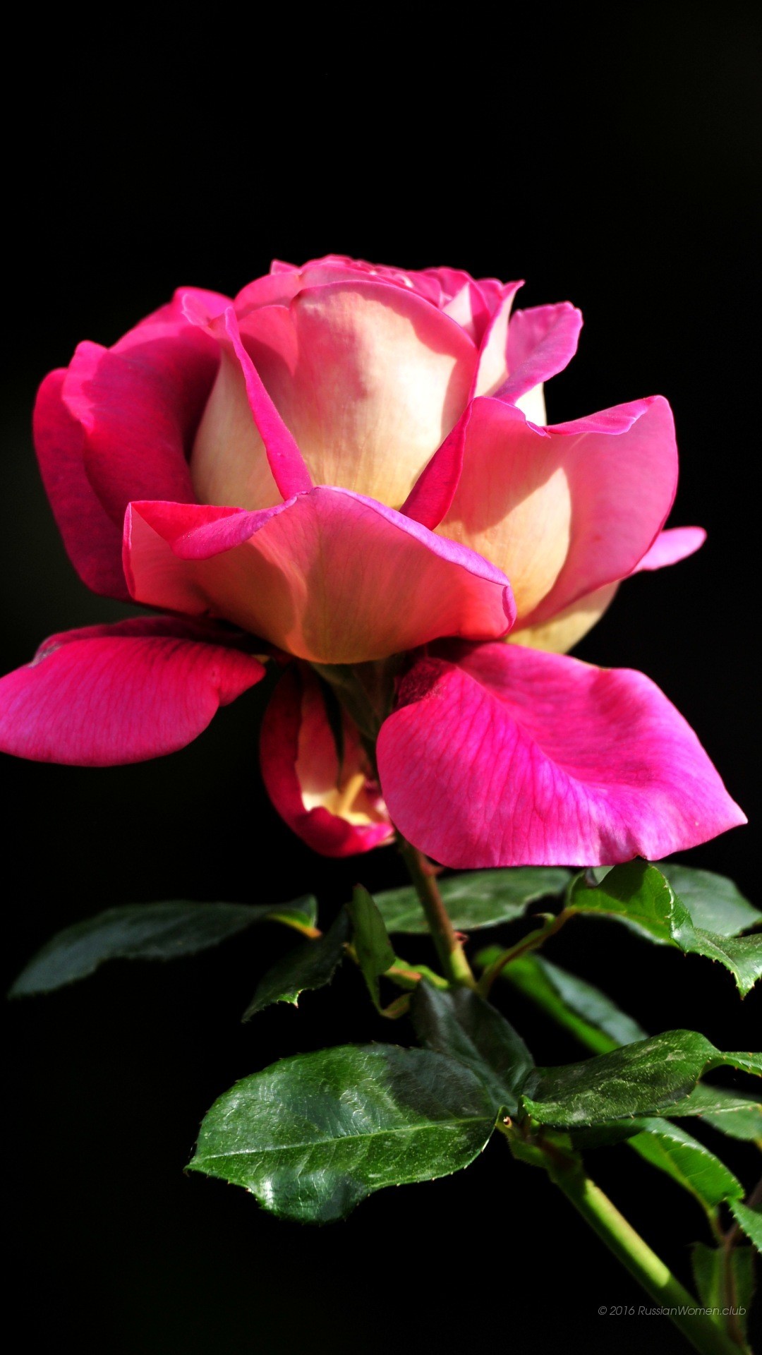 Rosa, Rosa e giallo, Sfondo nero, schermata di blocco Huawei P9