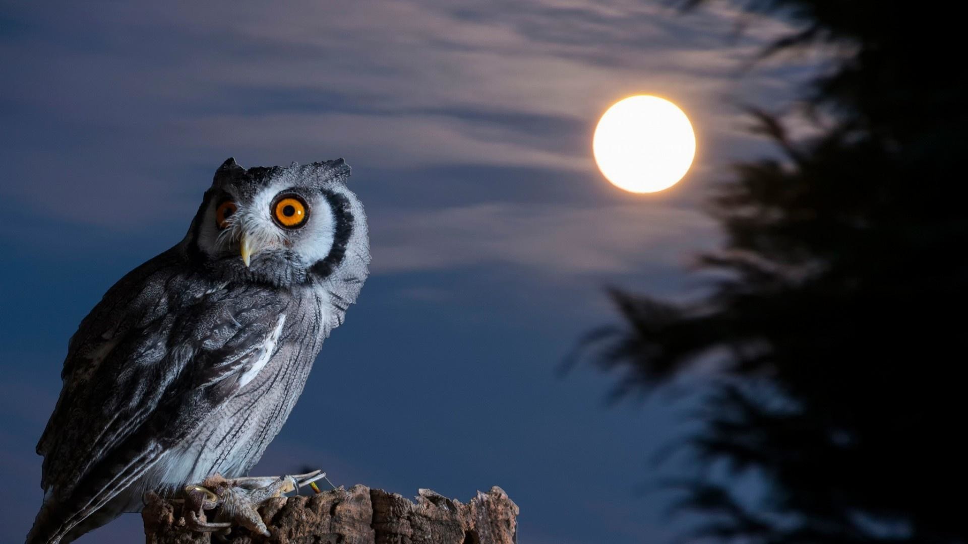 Gufo, Luna piena, Notte, Occhi arancioni, Full HD, sfondo desktop