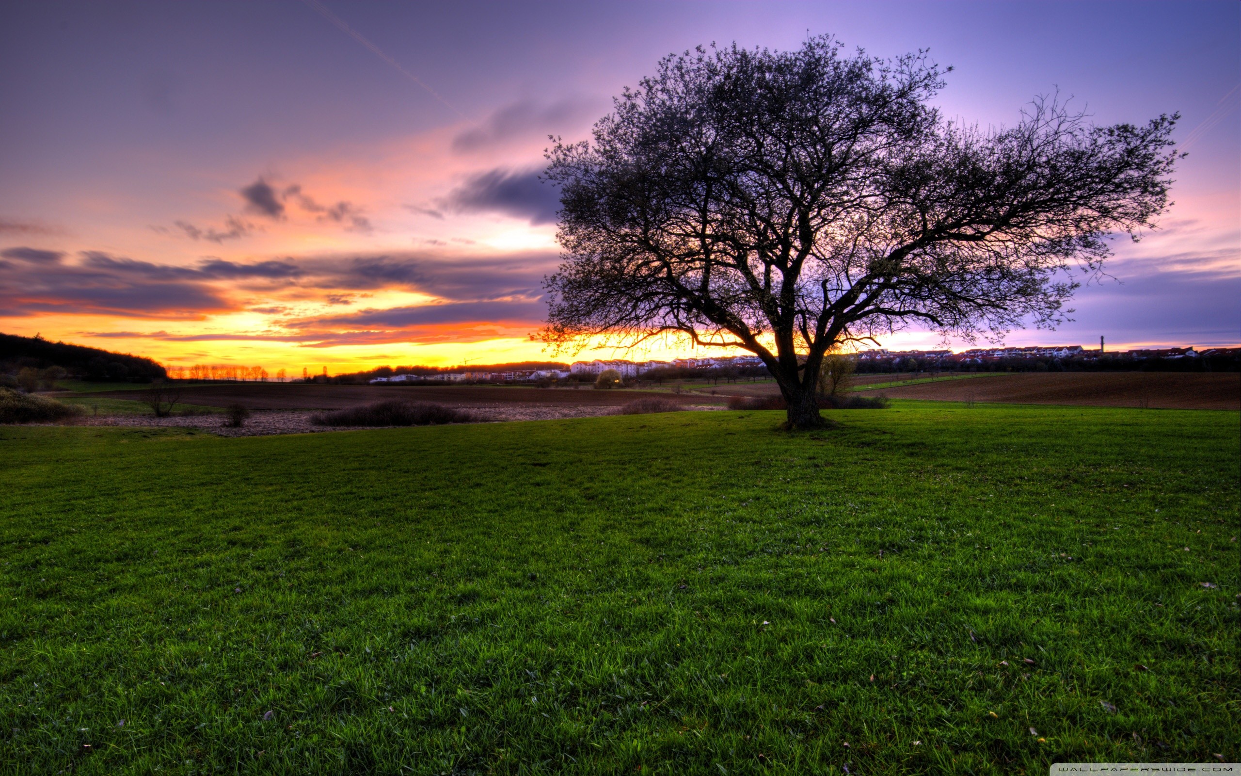 Albero solitario, Prato, Tramonto, Cielo viola, 2K, wallpaper desktop