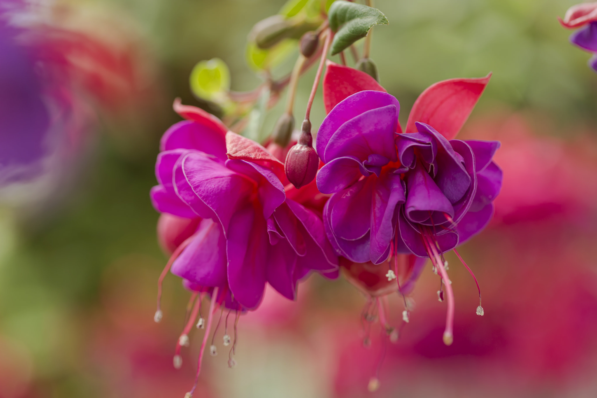 Fucsia, Fiori, Viola, Bokeh, Full HD, sfondo per portatile