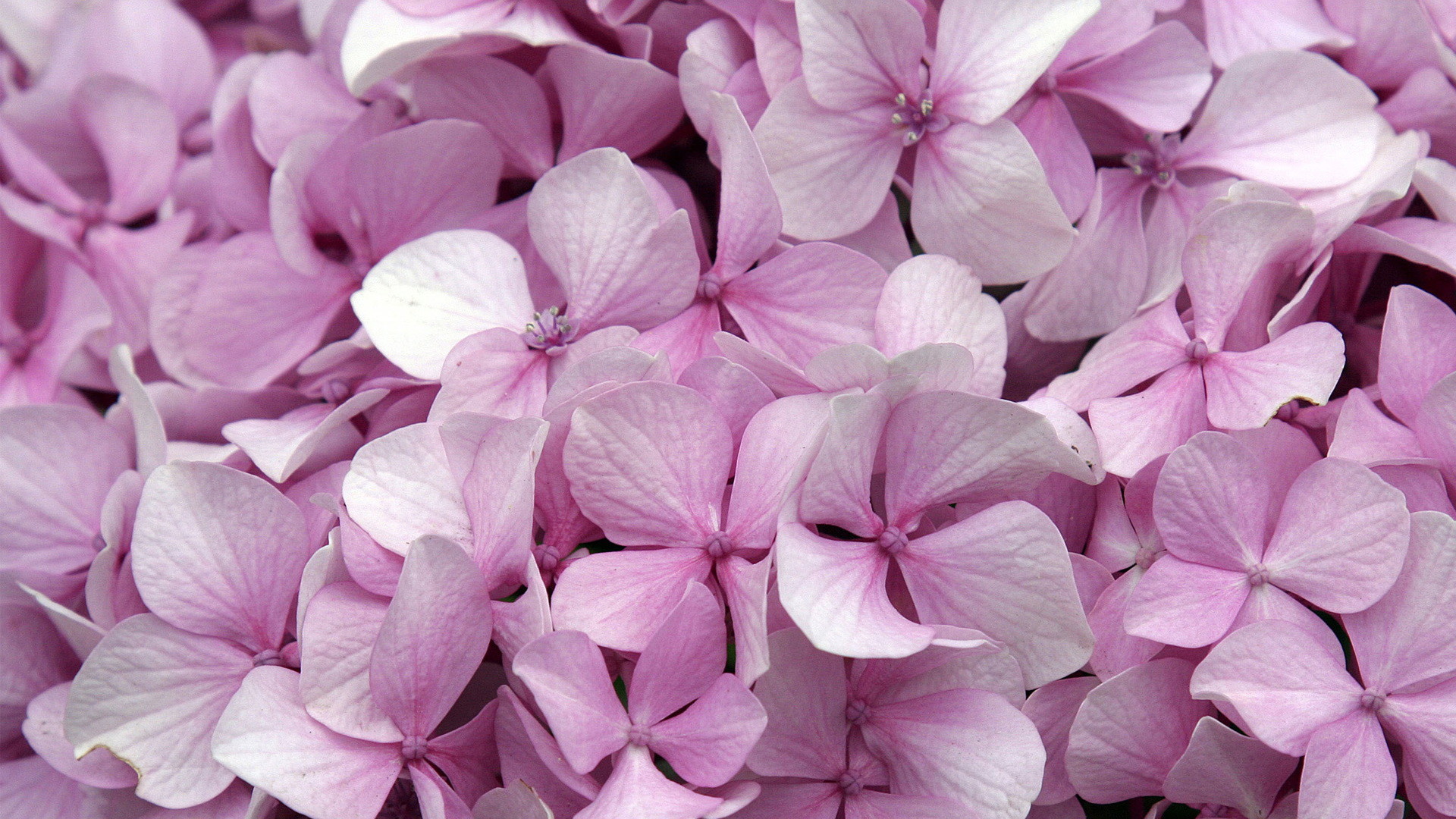 Ortensia, Fiori rosa, Petali, Primo piano, 1920x1080, immagine di sfondo