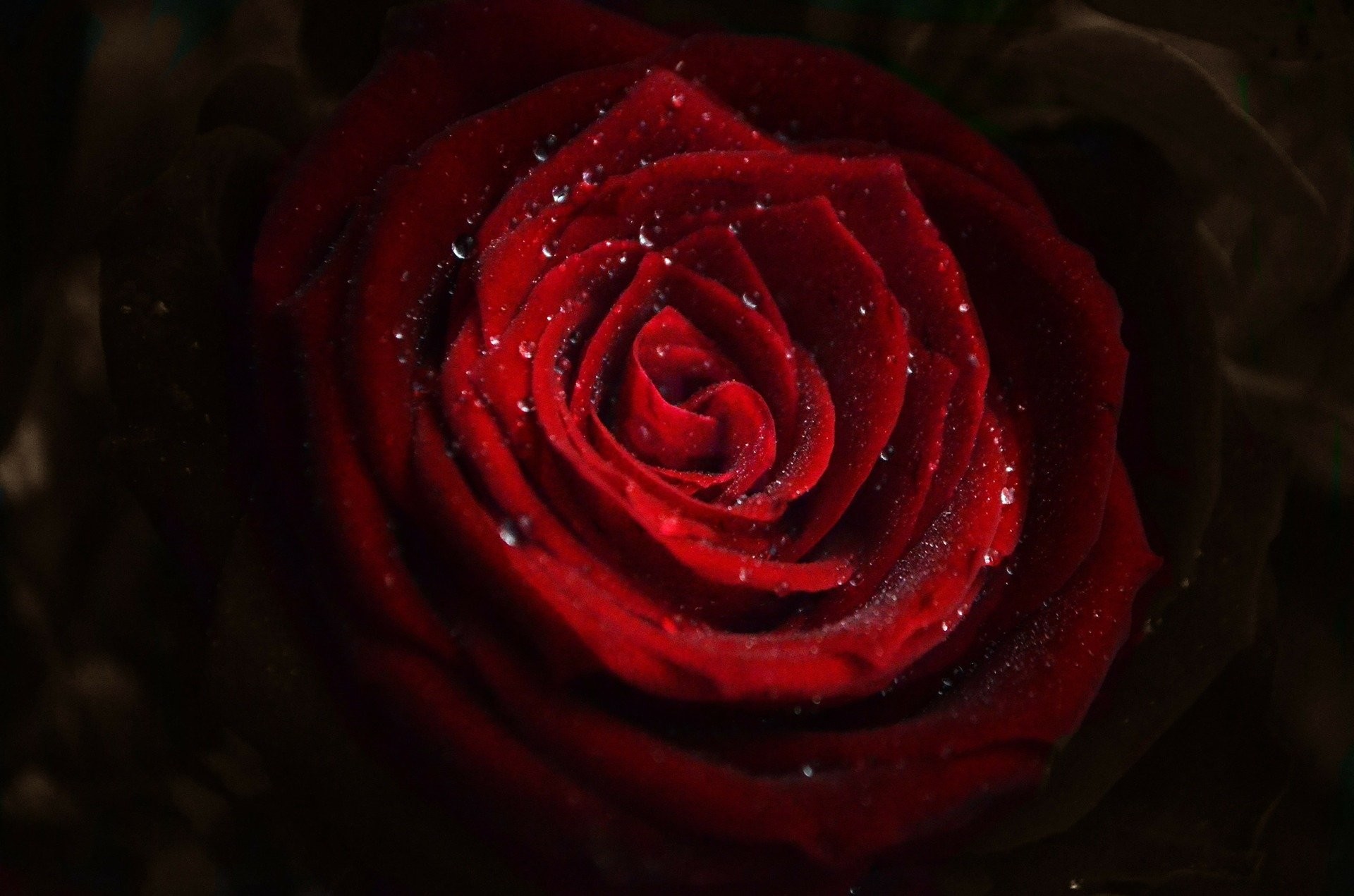 Rosa rossa, Gocce, Fiore, Sfondo scuro, Full HD, wallpaper per computer