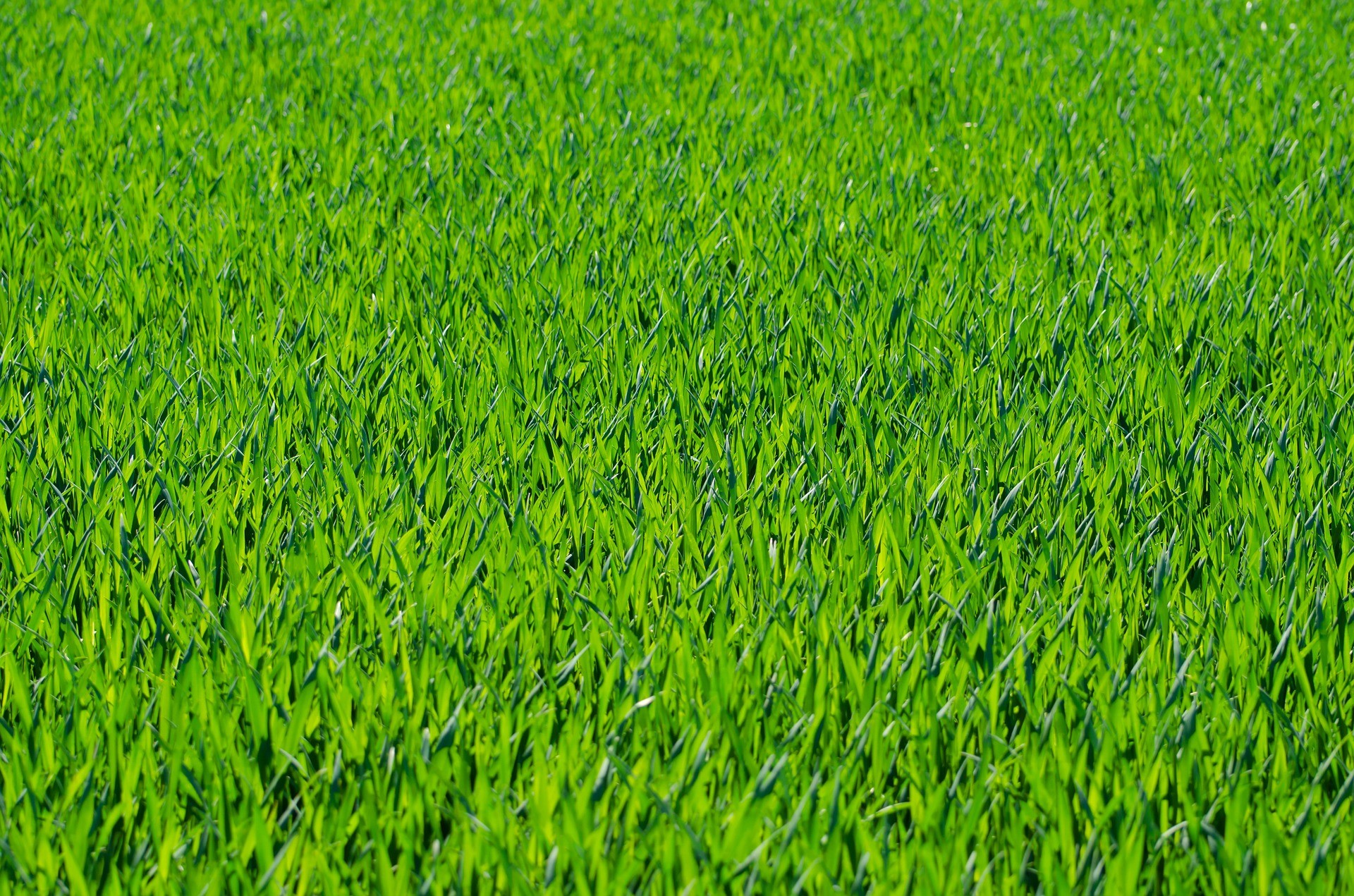 Prato, Erba, Verde, Full HD, sfondo Windows 11
