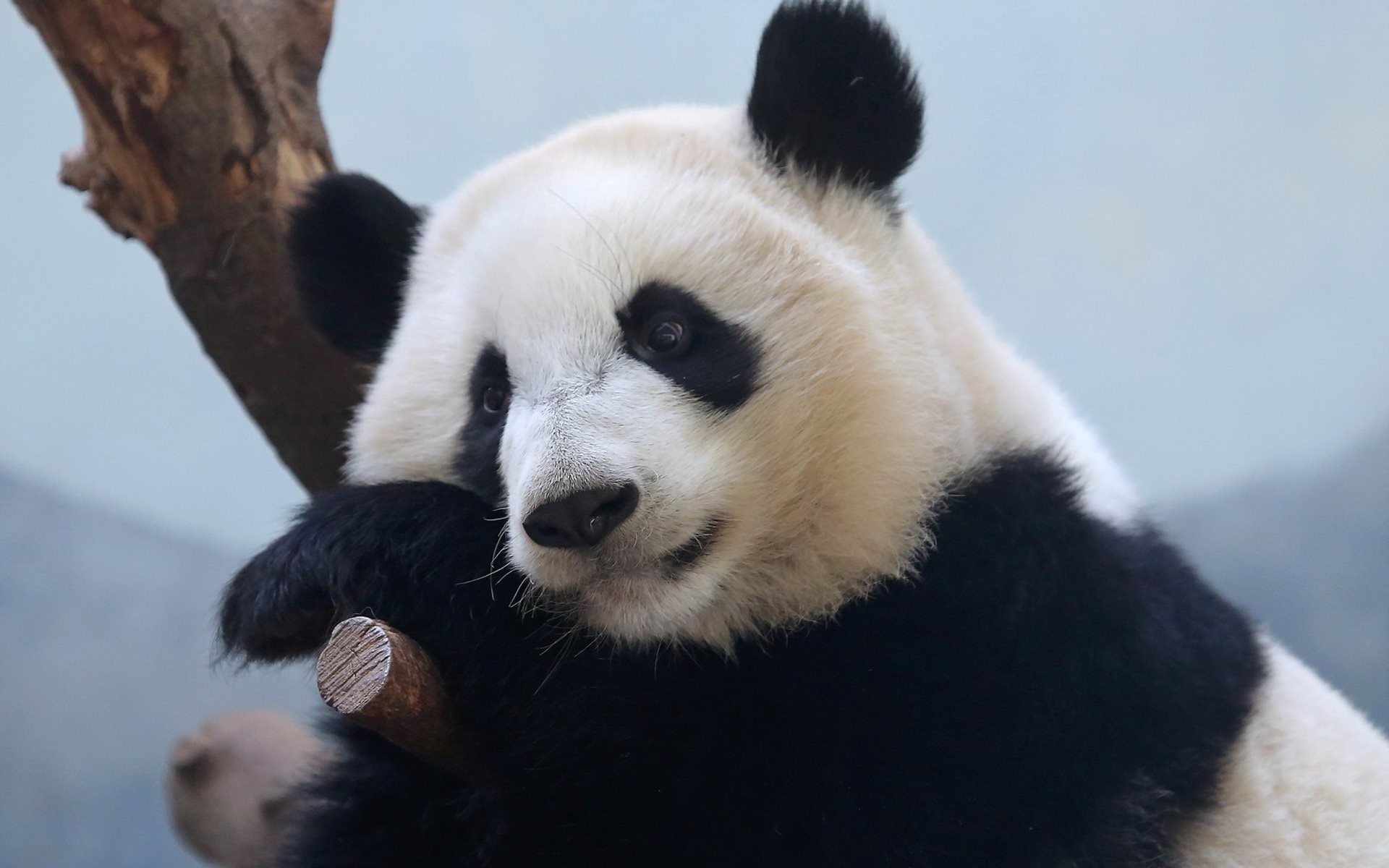Panda gigante, Albero, Ritratto, 16:10 Full HD, sfondo widescreen