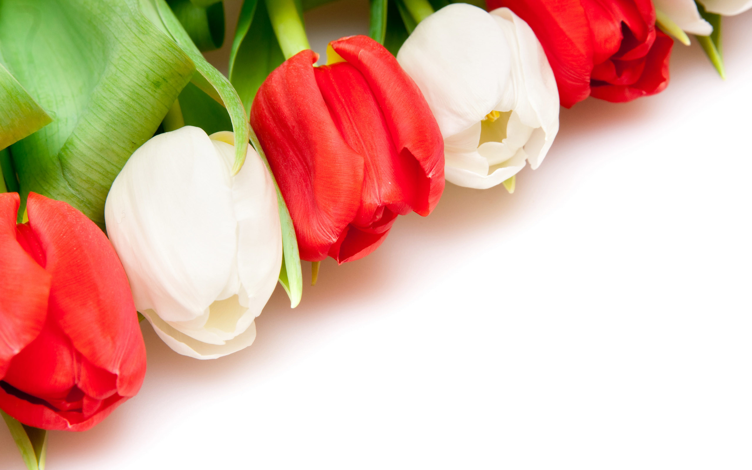 Tulipani rossi, Tulipani bianchi, Bouquet, Sfondo bianco, 2K, wallpaper desktop