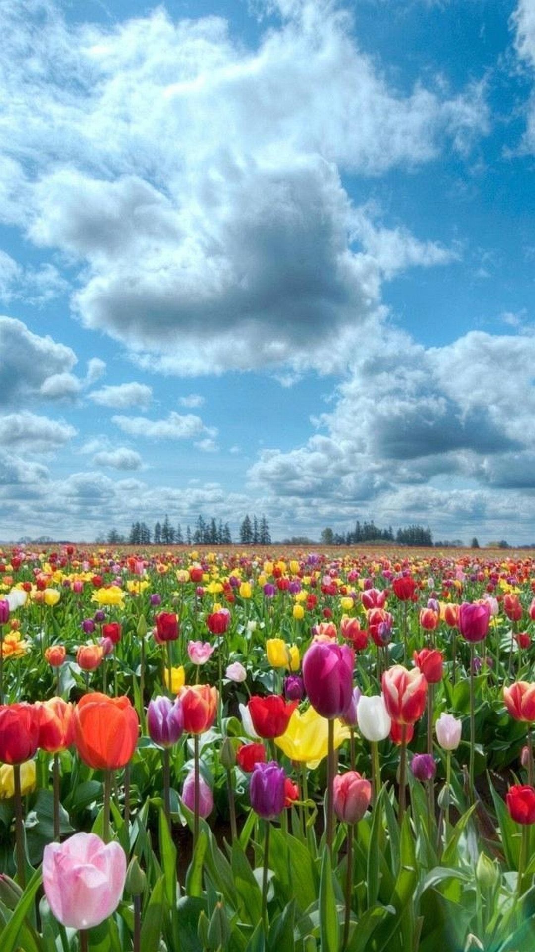 Tulipani, Campo di fiori, Nuvole, sfondo per iPhone e Android