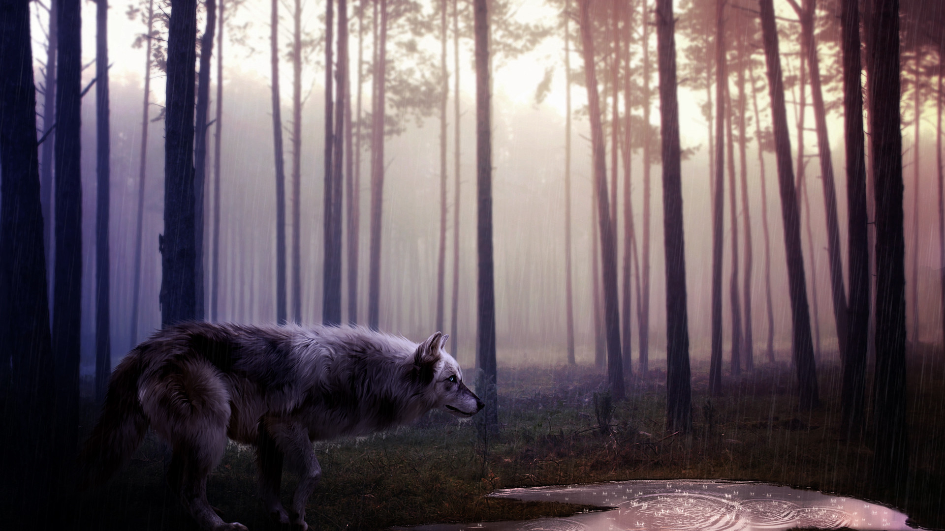 Lupo, Foresta, Nebbia, Atmosfera, 1920x1080, immagine di sfondo