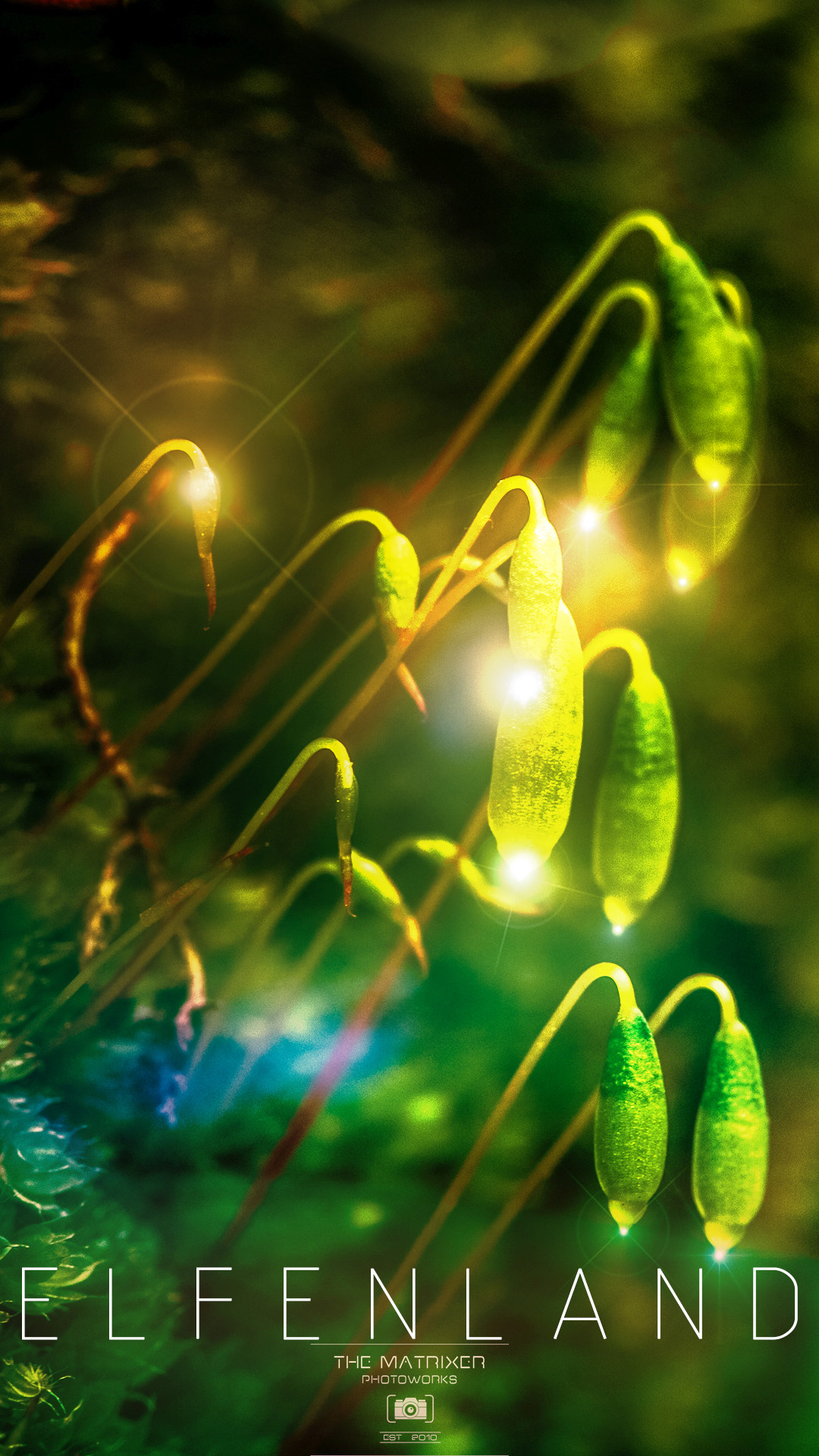 Elfenland, Gocce di rugiada, Bokeh, Verde, sfondo per il tuo smartphone