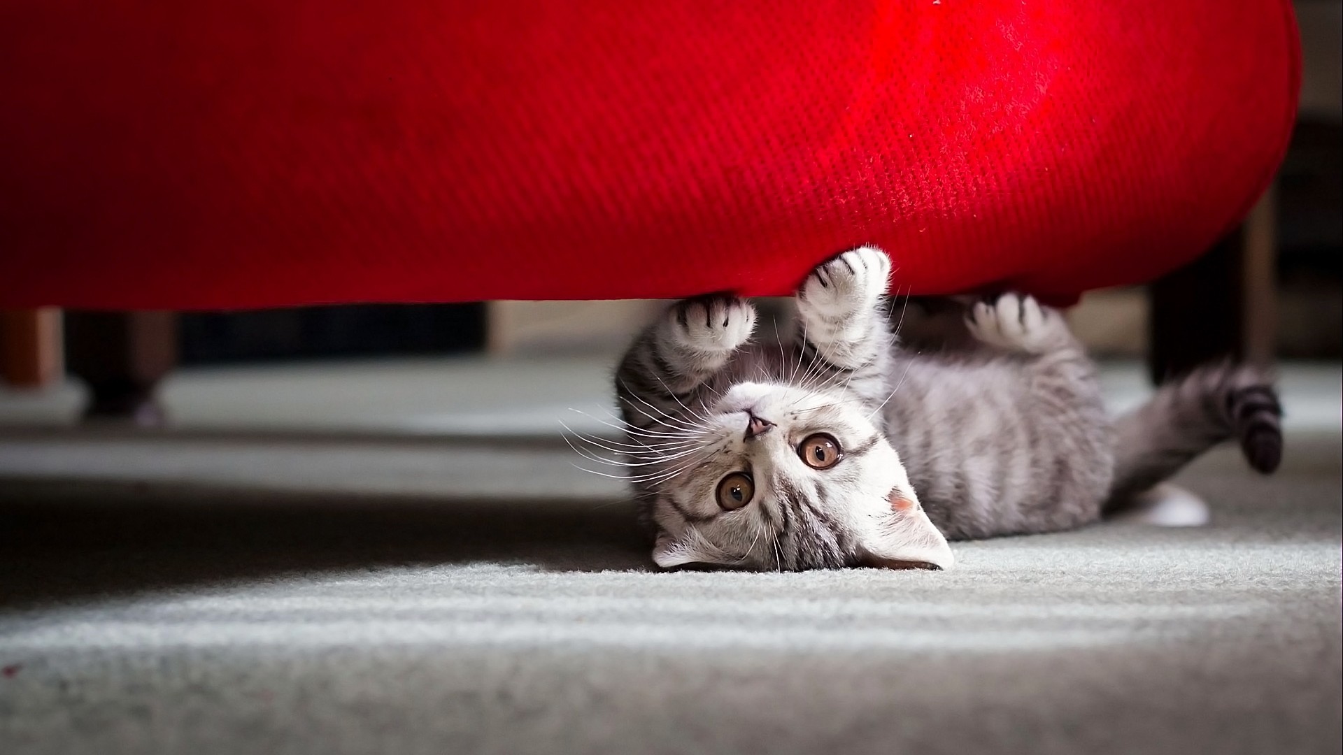 Gattino tigrato, Gioco, Divano rosso, Pancia in su, Full HD, sfondo Windows 11