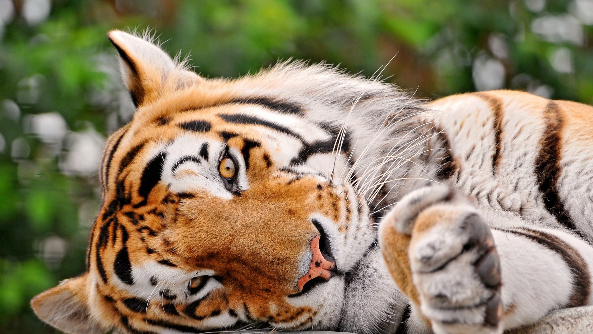 Tigre, Felino, Sdraiata, 1920x1080, sfondo per PC