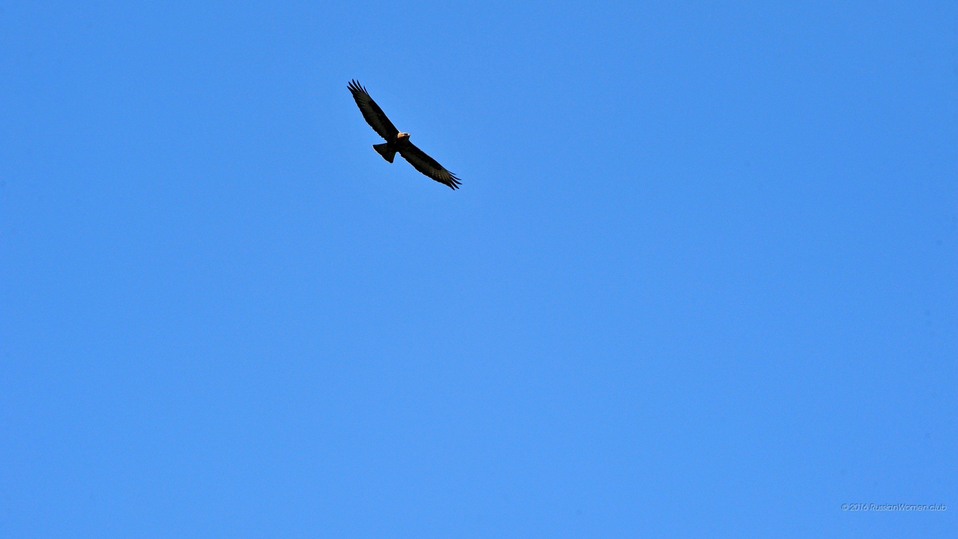 Aquila, Volo, Cielo blu, Minimalista, 1920x1080, immagine di sfondo