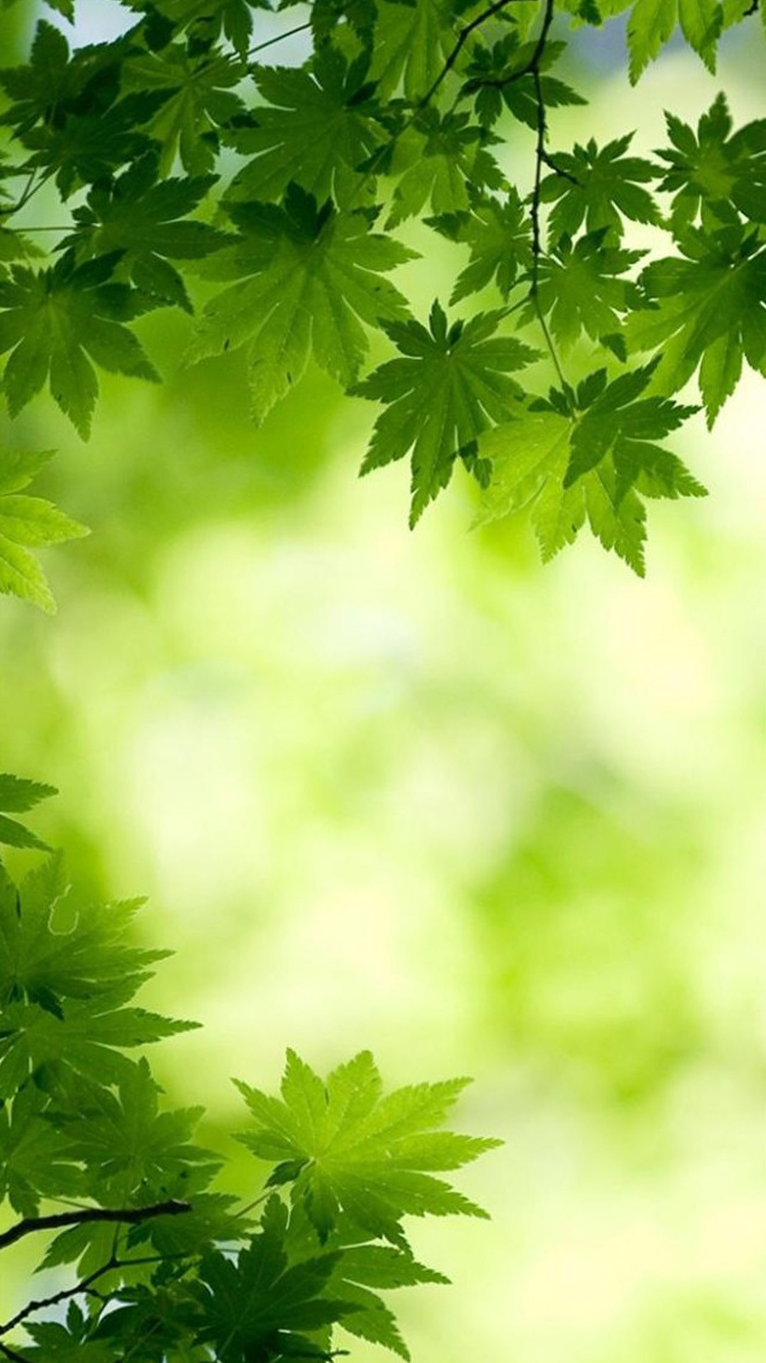 Foglie d'acero, Bokeh, Verde chiaro, Full HD, sfondo per iPhone e Android