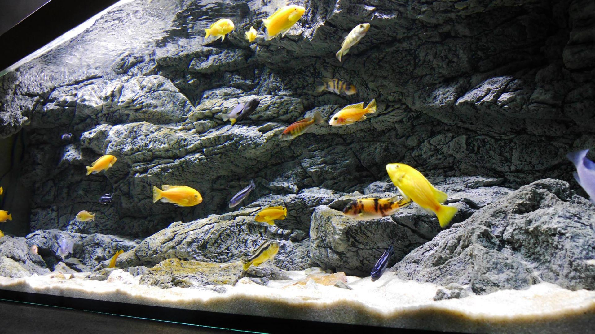 Acquario, Ciclidi del Malawi, Pesci gialli, Rocce, Full HD, sfondo desktop
