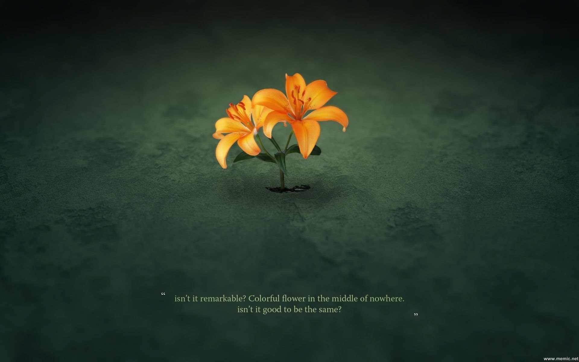 Gigli arancioni, Fiore, Minimalista, Sfondo verde scuro, Full HD, wallpaper per computer