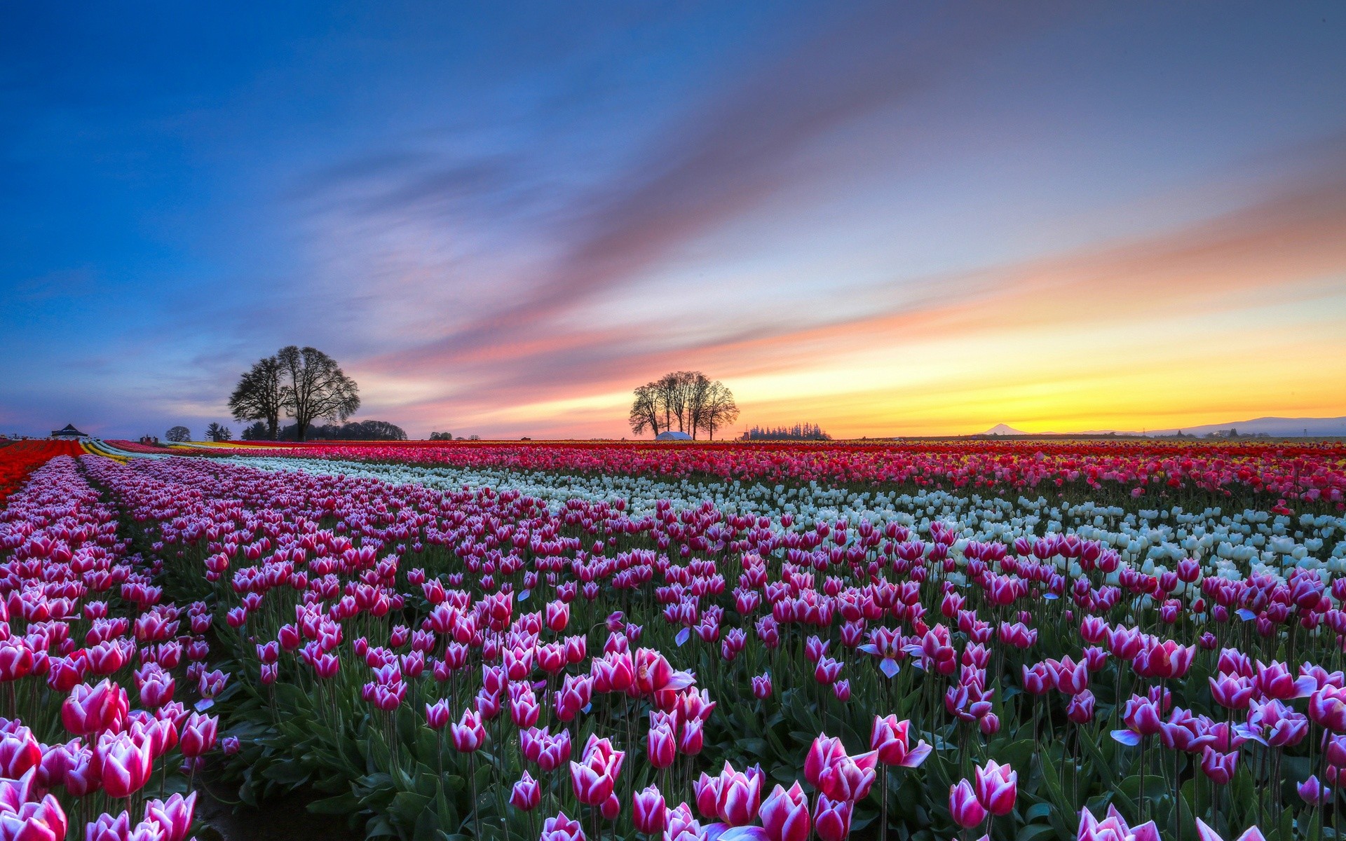 Campo di tulipani, Tramonto, Alberi, Fiori, 1920x1200, sfondo MacBook Pro