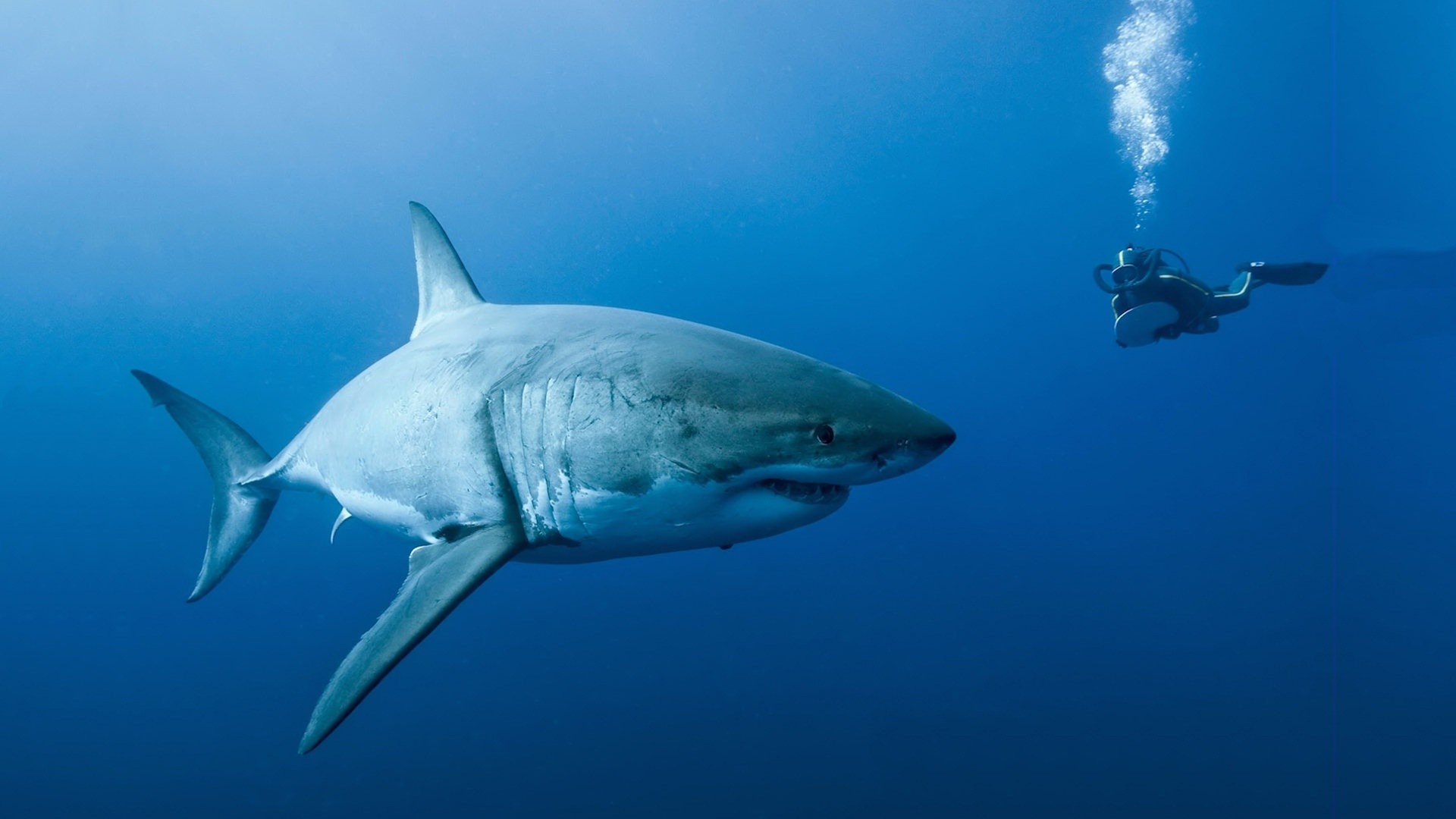 Squalo bianco, Subacqueo, Oceano, Blu, Full HD, wallpaper per portatile
