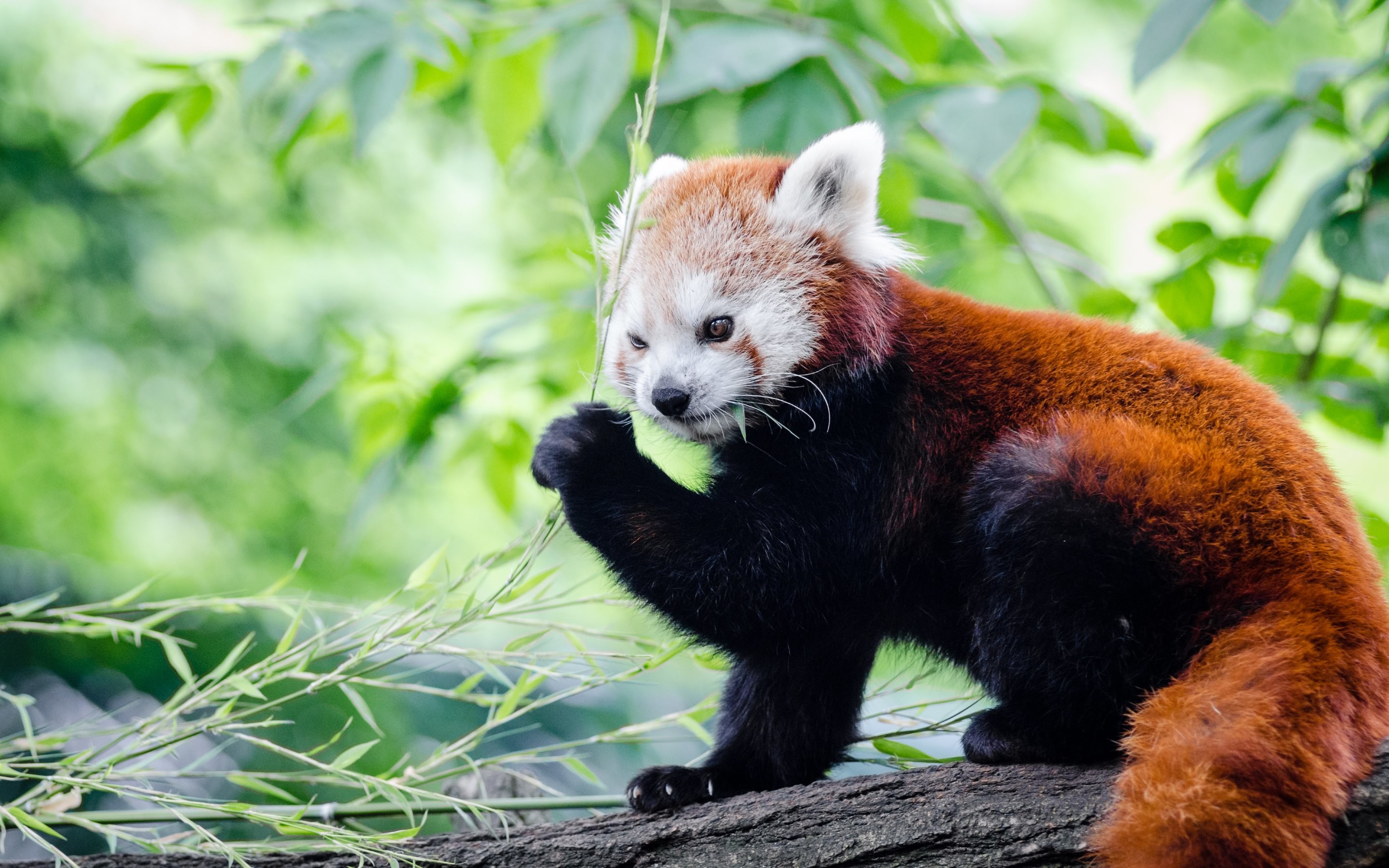 Panda rosso, Ramo, Bambù, 2880x1800, immagine di sfondo