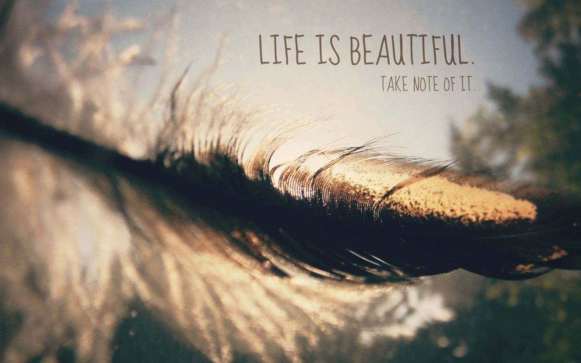 Life Is Beautiful, Piuma, Citazione, Macro, 1920x1200, immagine di sfondo