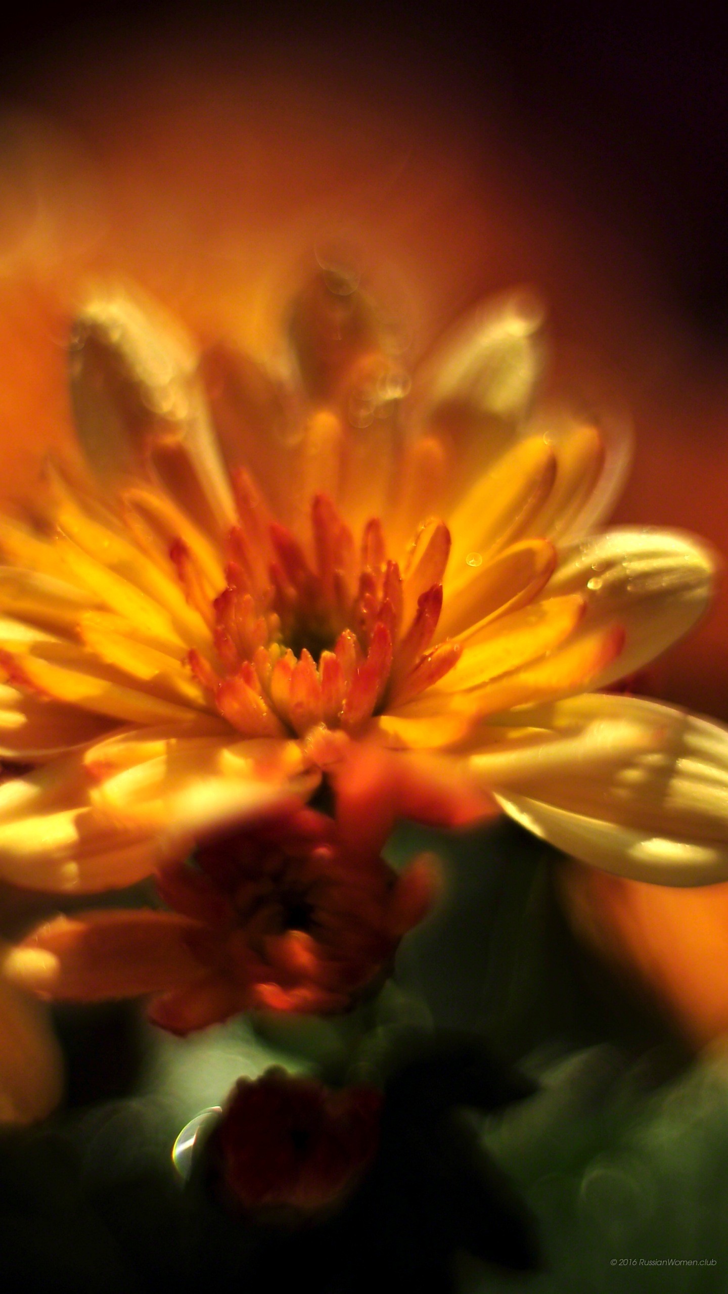 Crisantemo, Fiore arancione, Macro, QHD+, sfondo Samsung