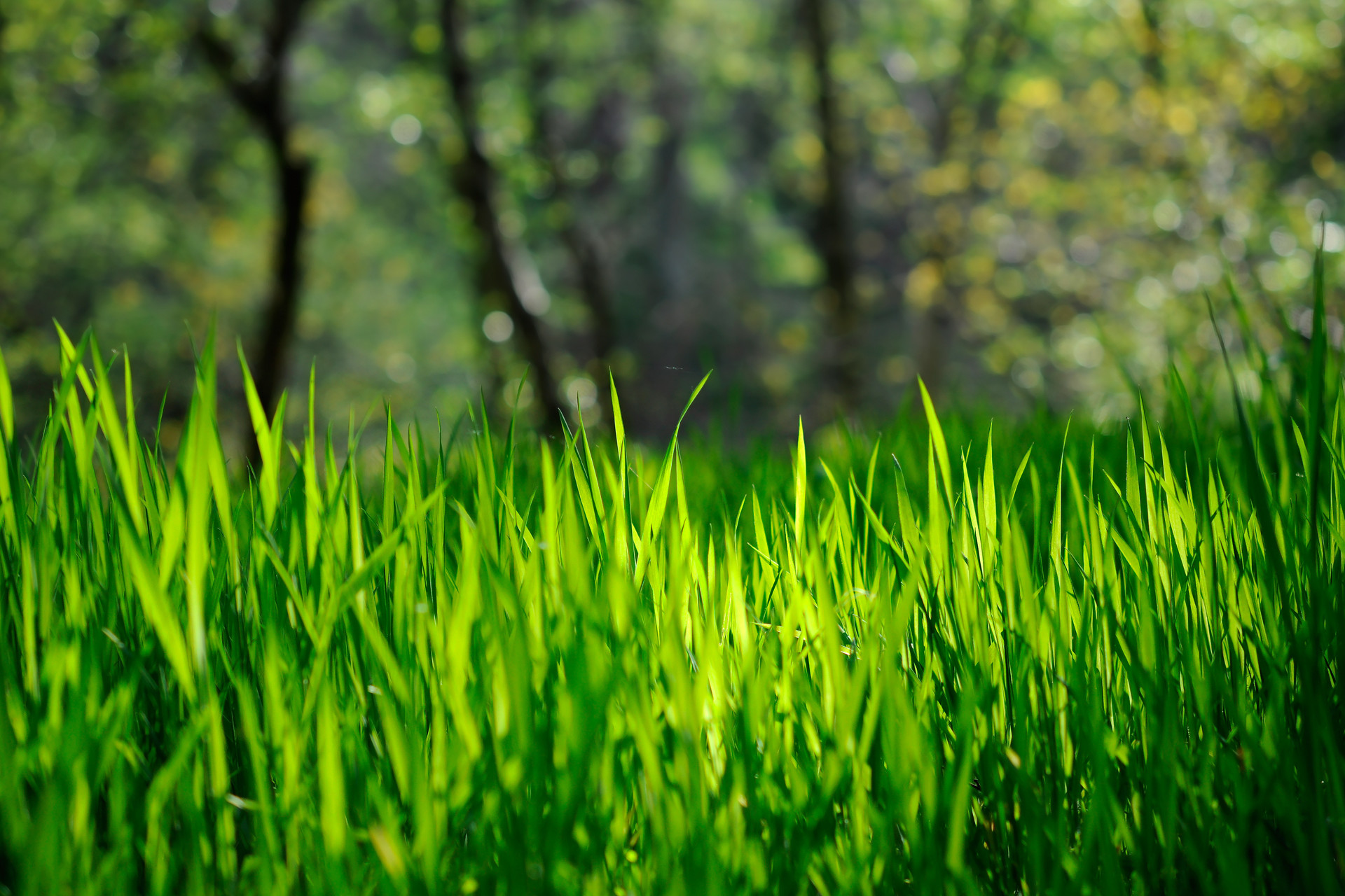 Erba alta, Bosco, Verde, Full HD, sfondo per portatile