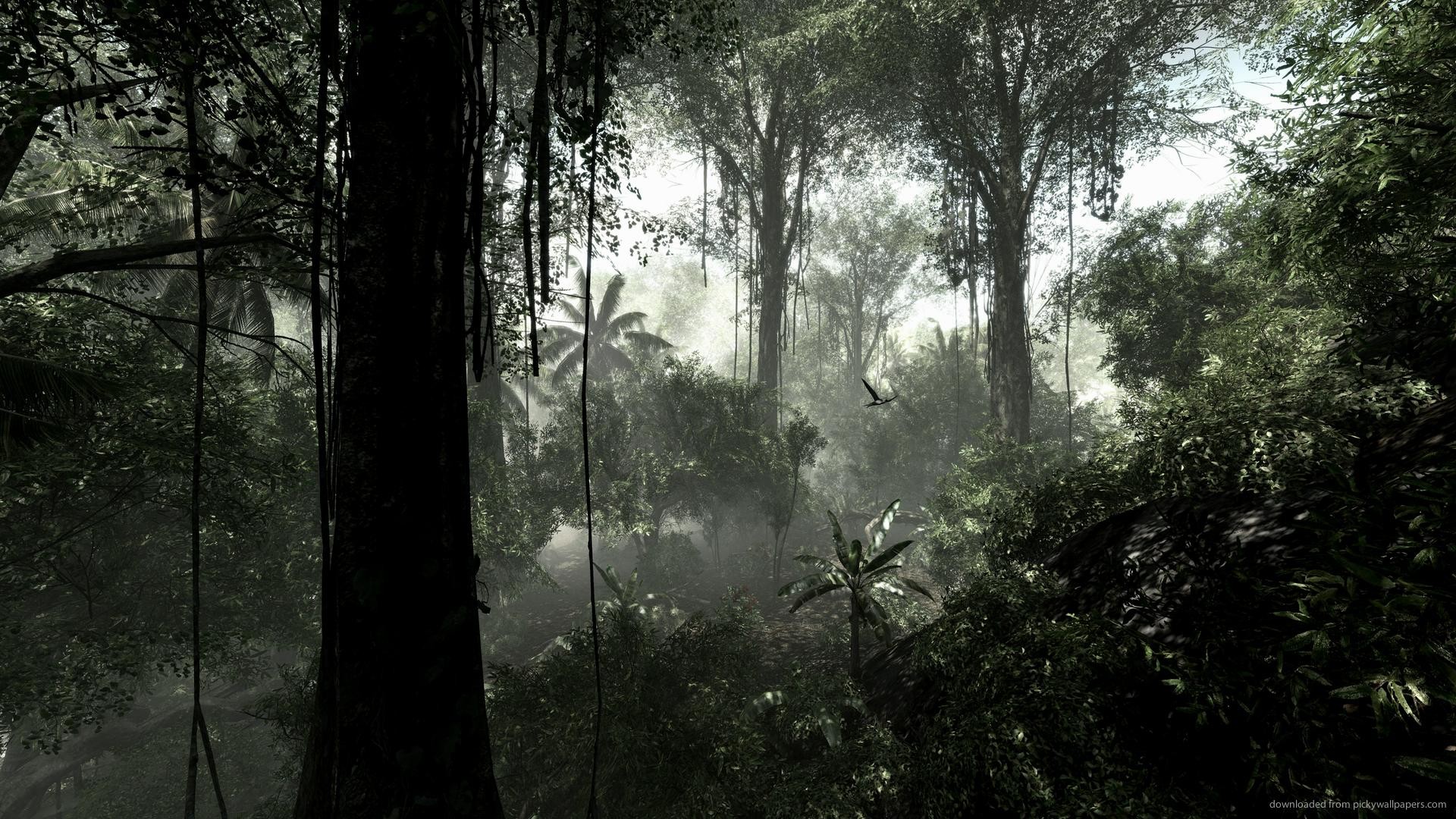 Foresta pluviale, Nebbia, Alberi, Raggi di luce, Full HD, sfondo per portatile