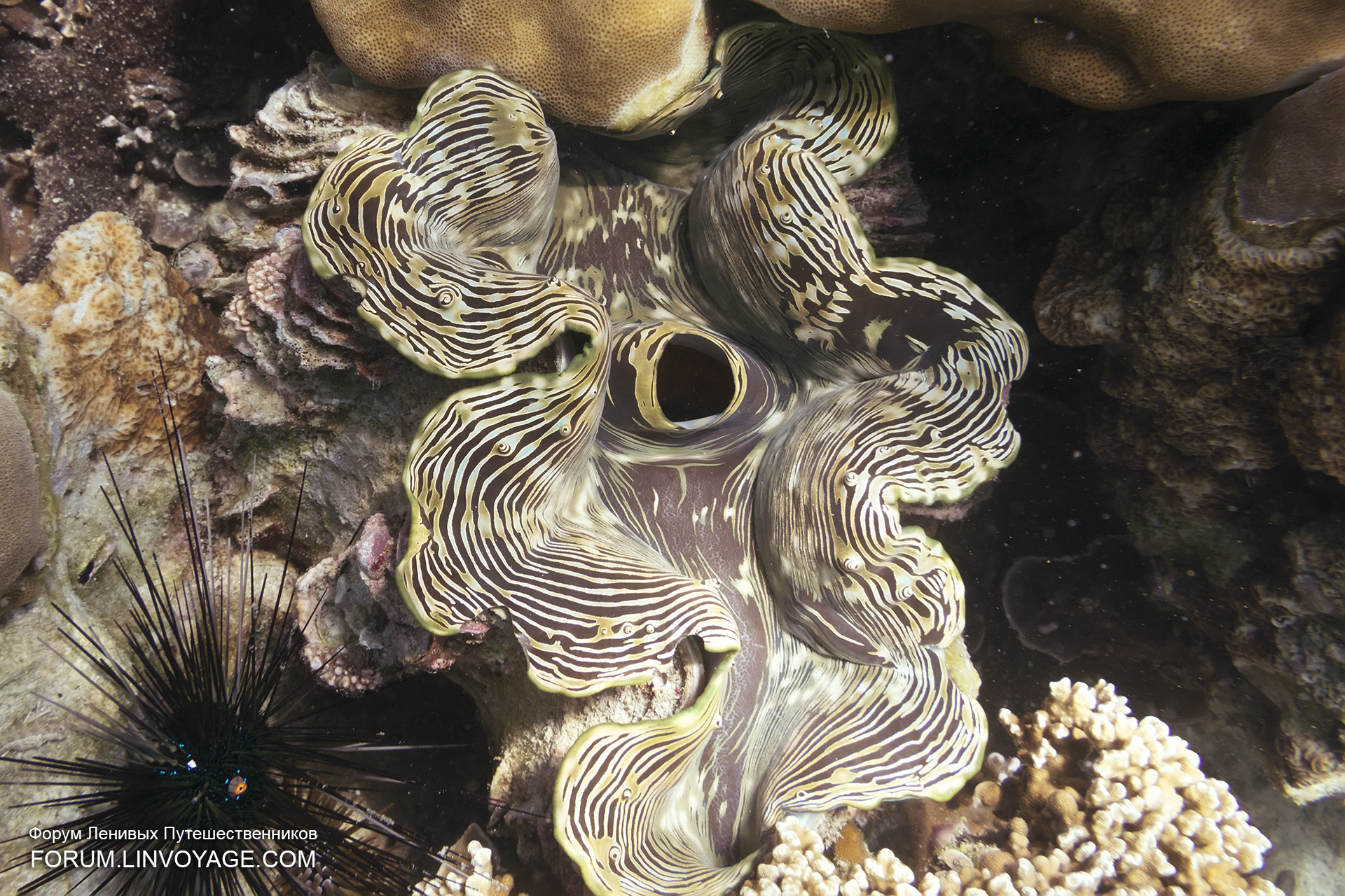Tridacna gigante, Mollusco, Barriera corallina, Ricci di mare, Full HD, sfondo per portatile
