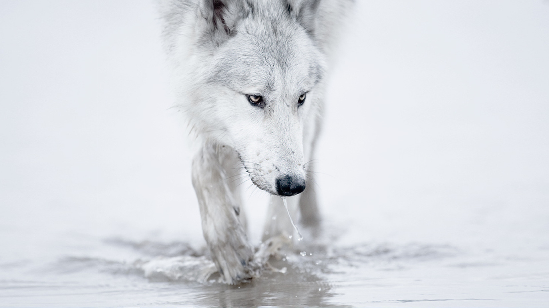 Lupo bianco, Acqua, Minimalista, Full HD, sfondo per PC