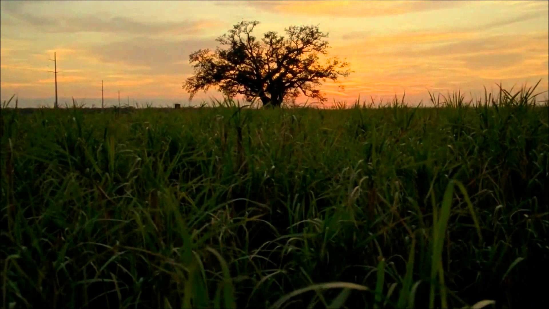 True Detective, Albero, Tramonto, Campo, 1920x1080, sfondo per PC