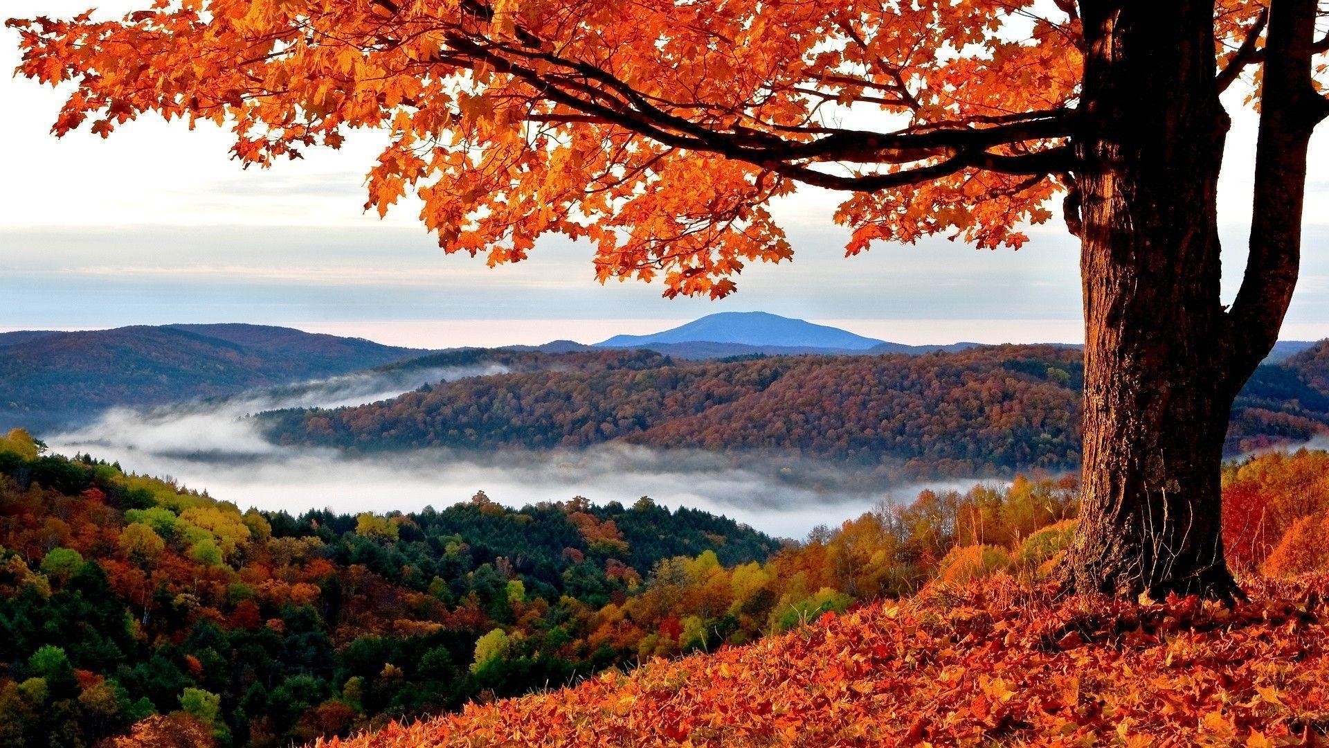 Albero, Valle, Nebbia, Foglie arancioni, Colline, Full HD, wallpaper per portatile