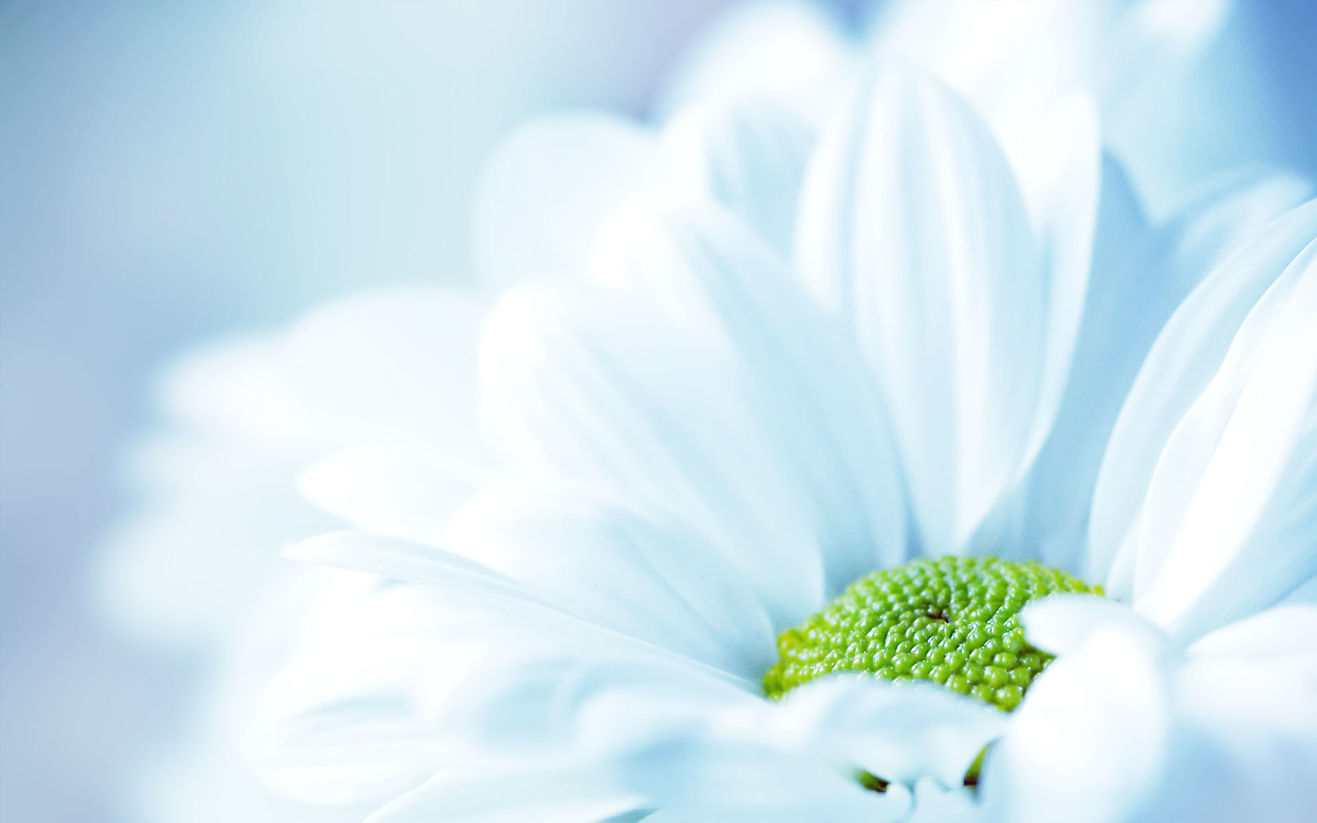 Margherita bianca, Petali, Macro, Azzurro, Primo piano, 1920x1200, sfondo per PC