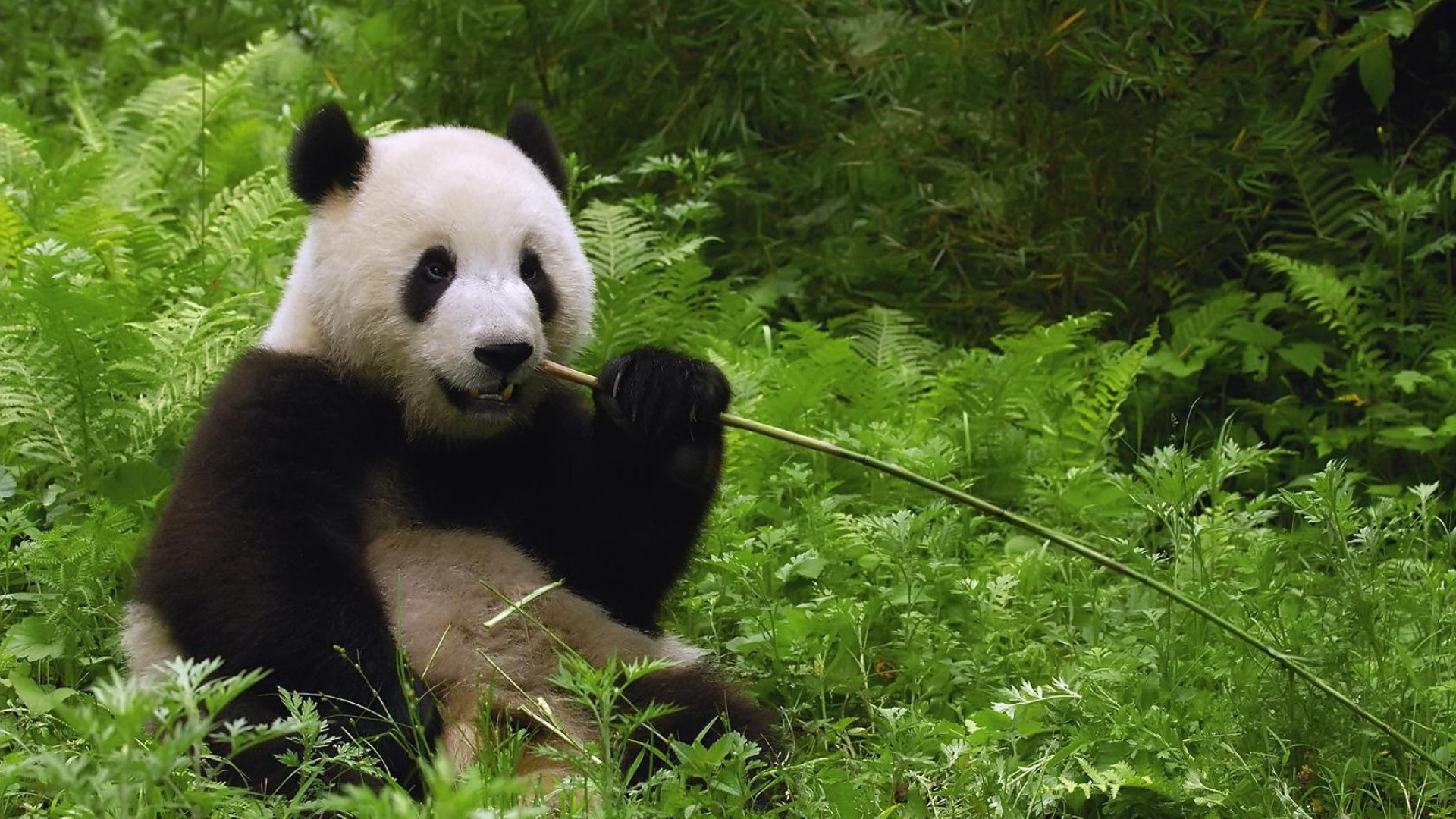 Panda gigante, Bambù, Felci, Mangiare, Full HD 1080p, sfondo desktop