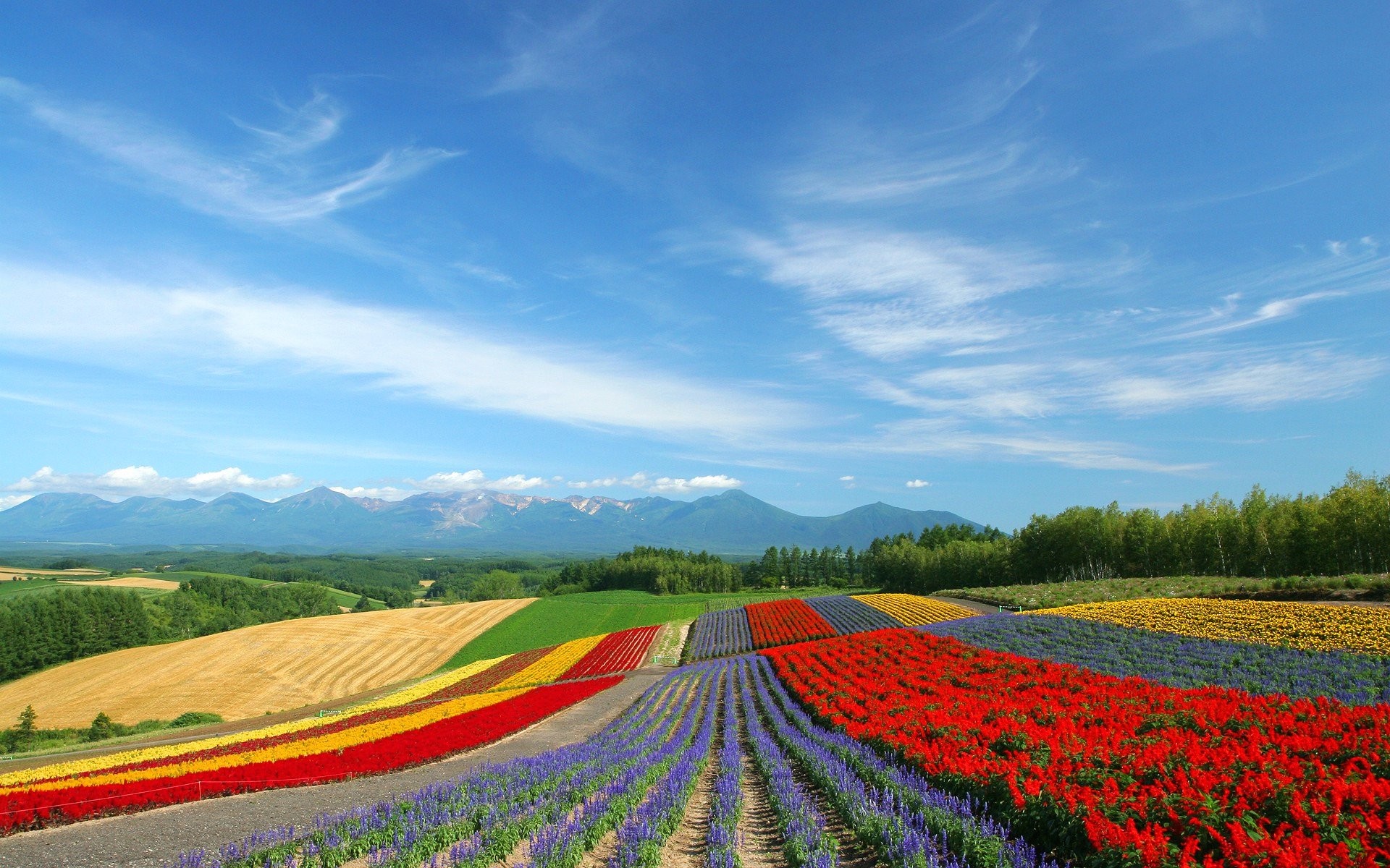 Hokkaido, Campi fioriti, Strisce colorate, Cielo azzurro, Full HD, sfondo desktop