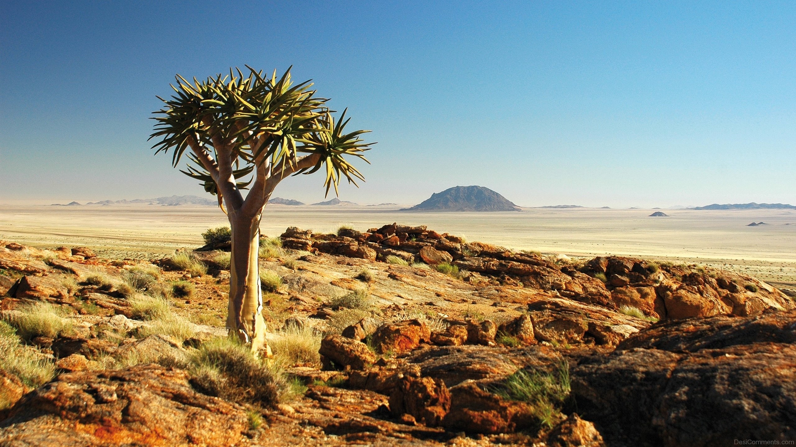Albero faretra, Namibia, Rocce, Deserto, 2K 1440p, sfondo desktop