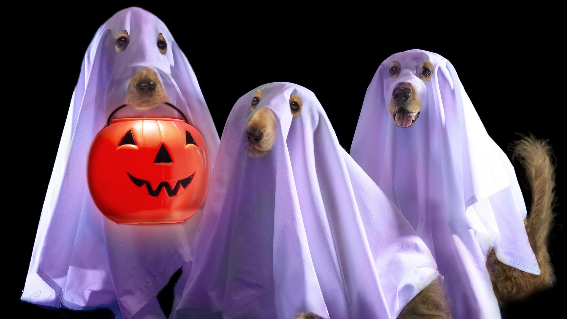 Cani fantasma, Lenzuola, Secchiello zucca, Divertente, Full HD, wallpaper desktop