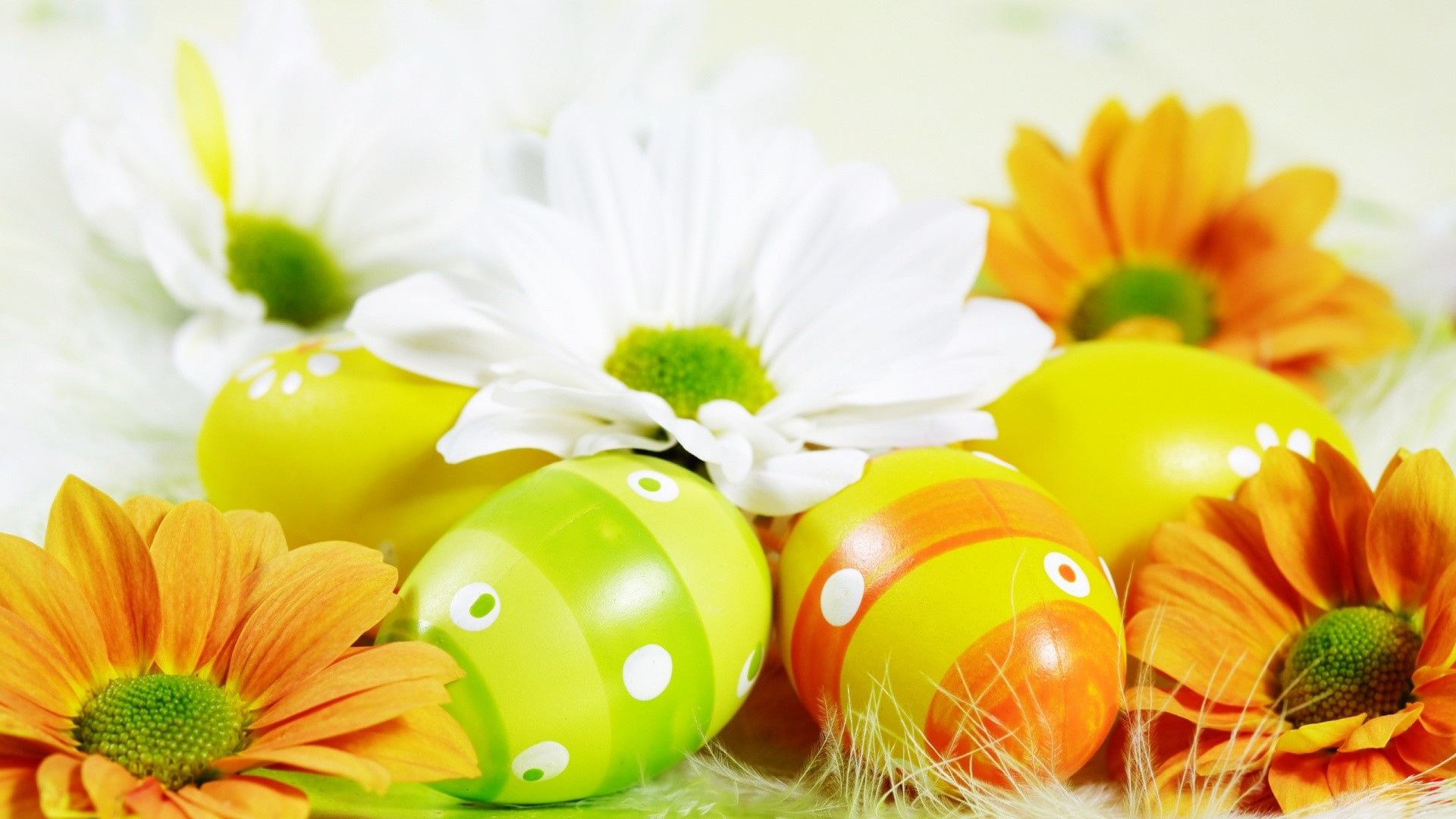 Uova di Pasqua, Margherite, Gerbere, Pasqua, Colori vivaci, Full HD 1080p, sfondo desktop