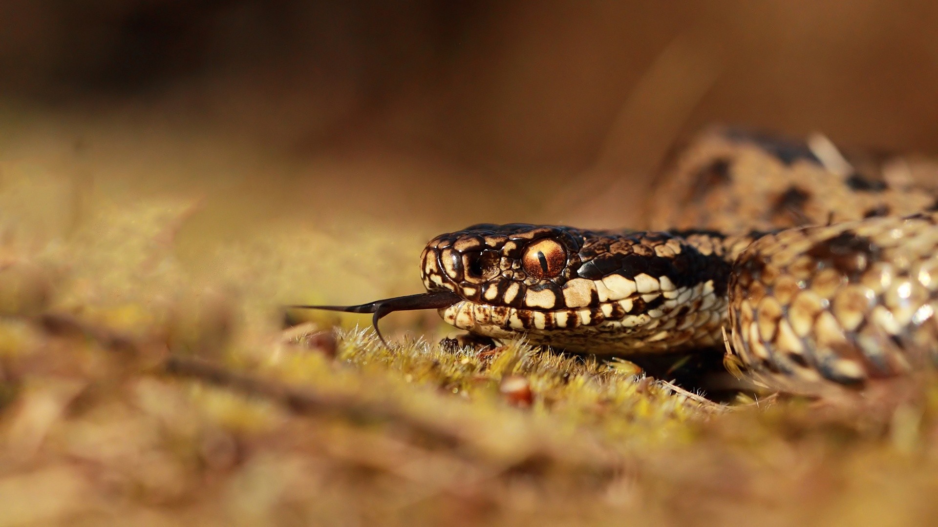 Vipera, Lingua biforcuta, Terreno, Rettile, 16:9 Full HD, sfondo widescreen