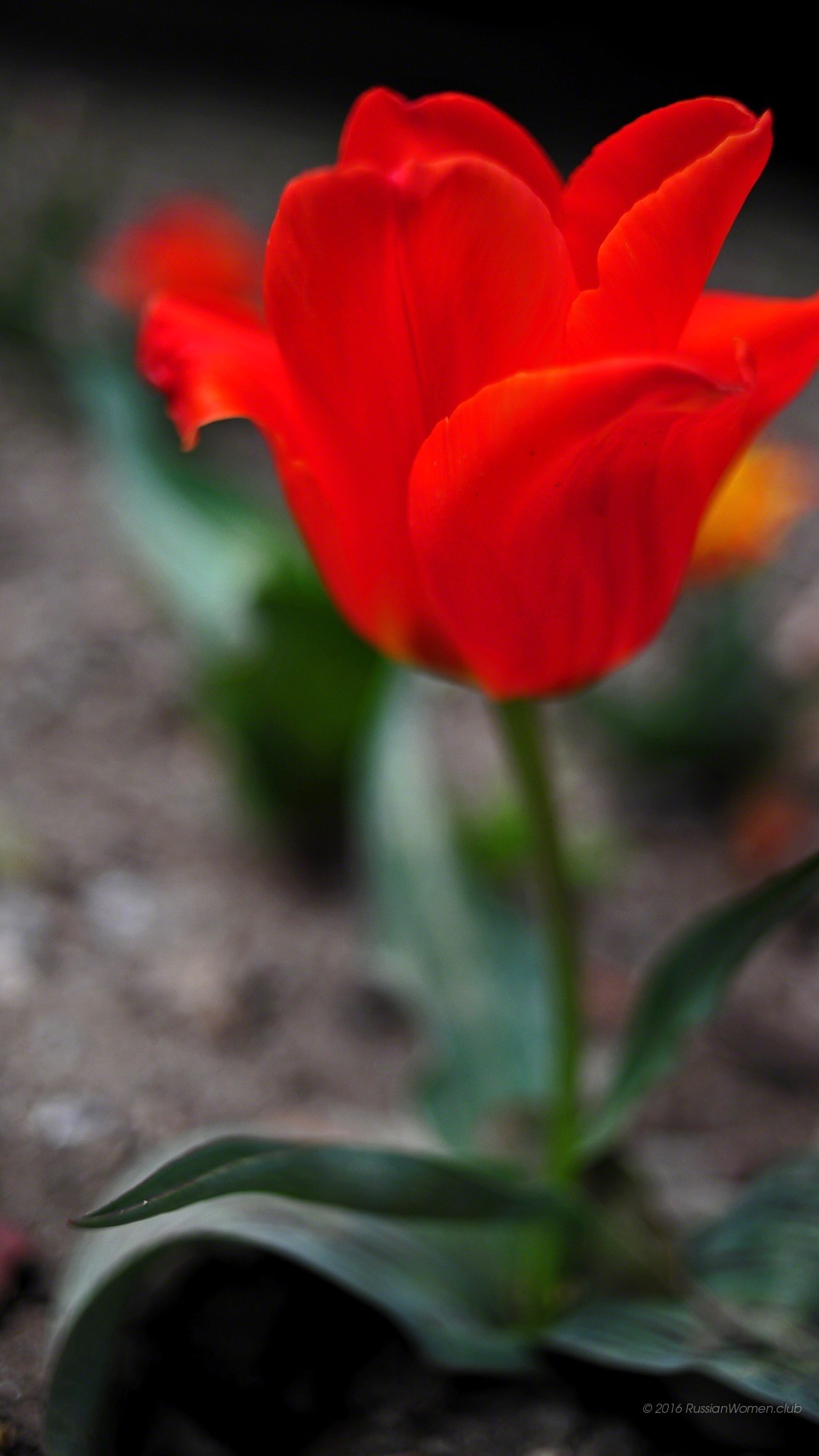 Tulipano rosso, Fiore, Macro, sfondo Android