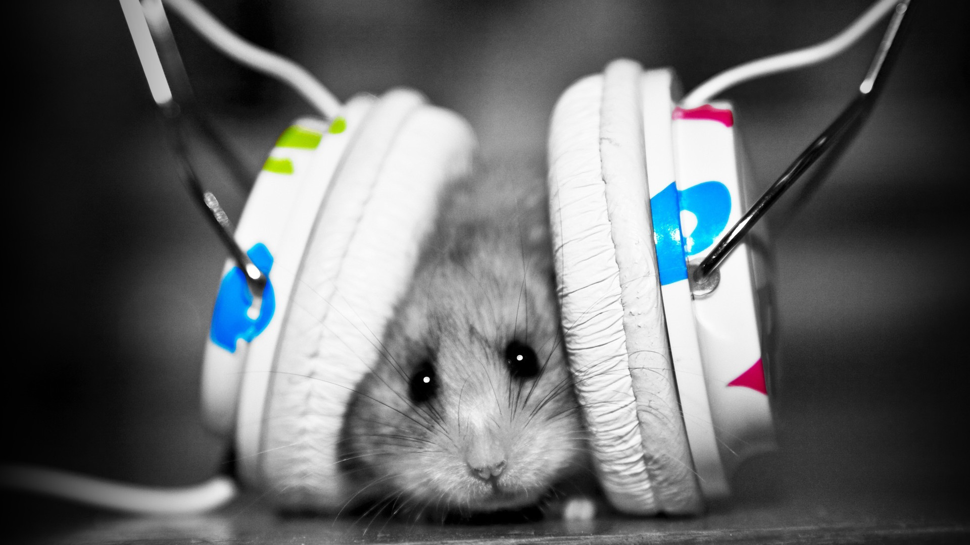 Criceto, Cuffie, Bianco e nero, Colore selettivo, Animali, 1920x1080, immagine di sfondo