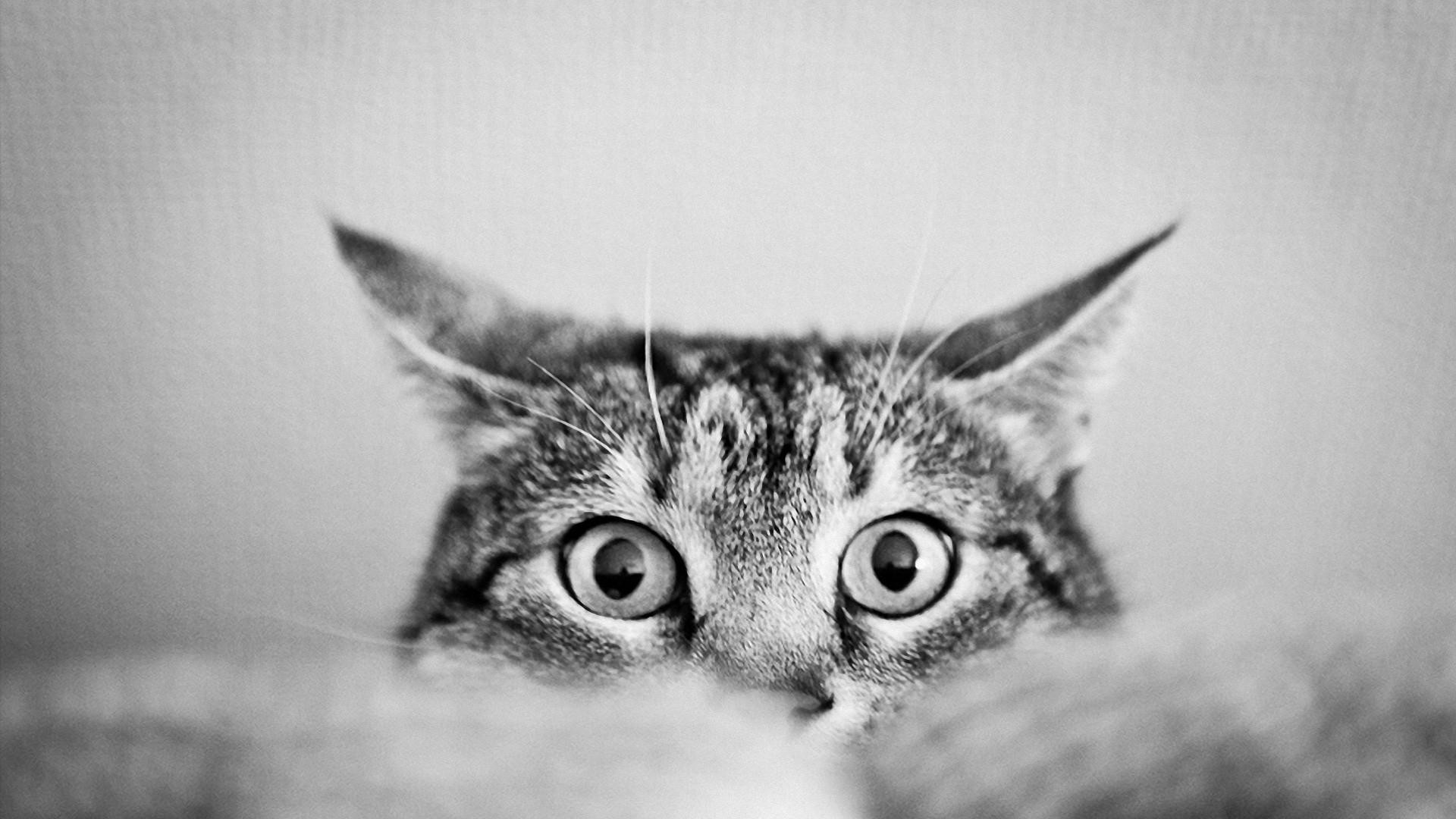 Gatto, Occhi, Bianco e nero, Curiosità, Full HD, sfondo per portatile