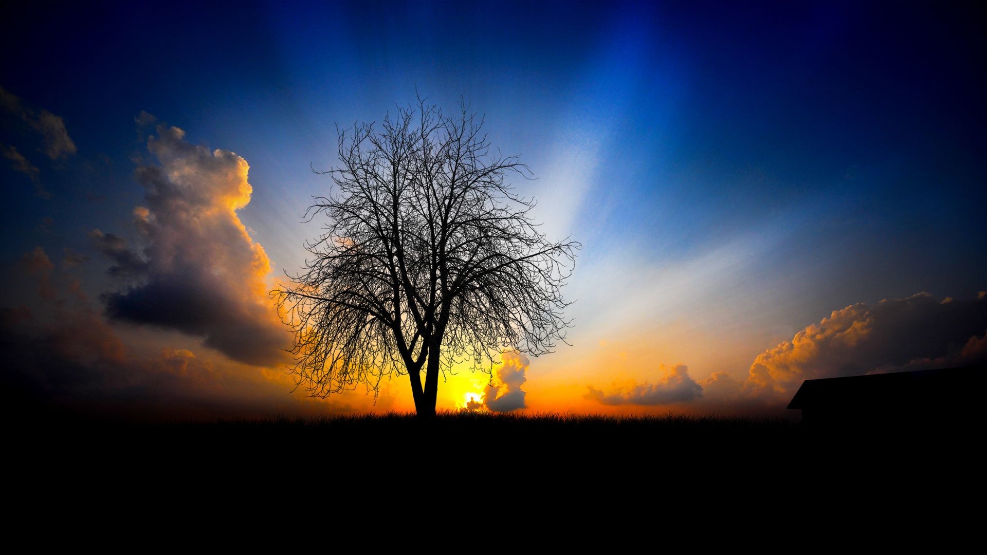 Albero, Silhouette, Tramonto, Raggi di luce, sfondo per il tuo desktop