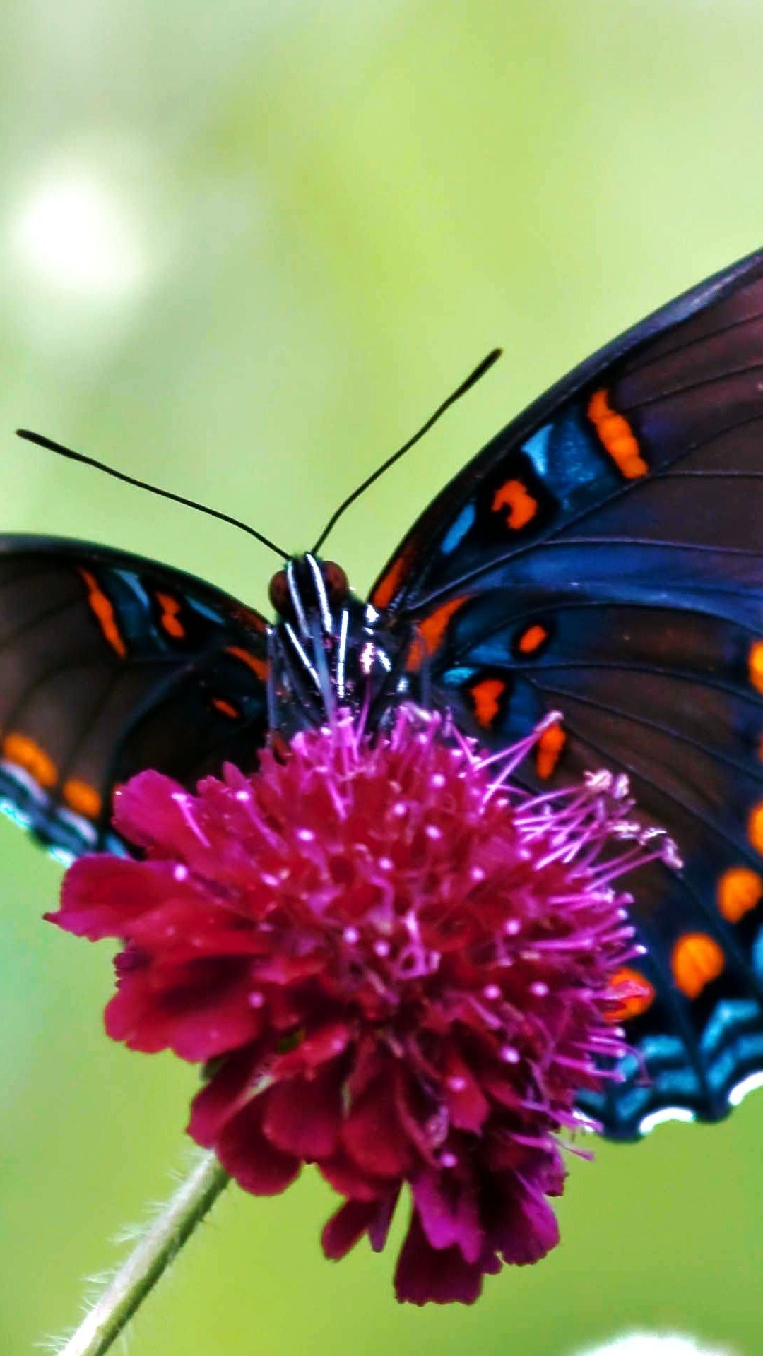 Farfalla, Fiore magenta, Macro, Full HD, sfondo per smartphone