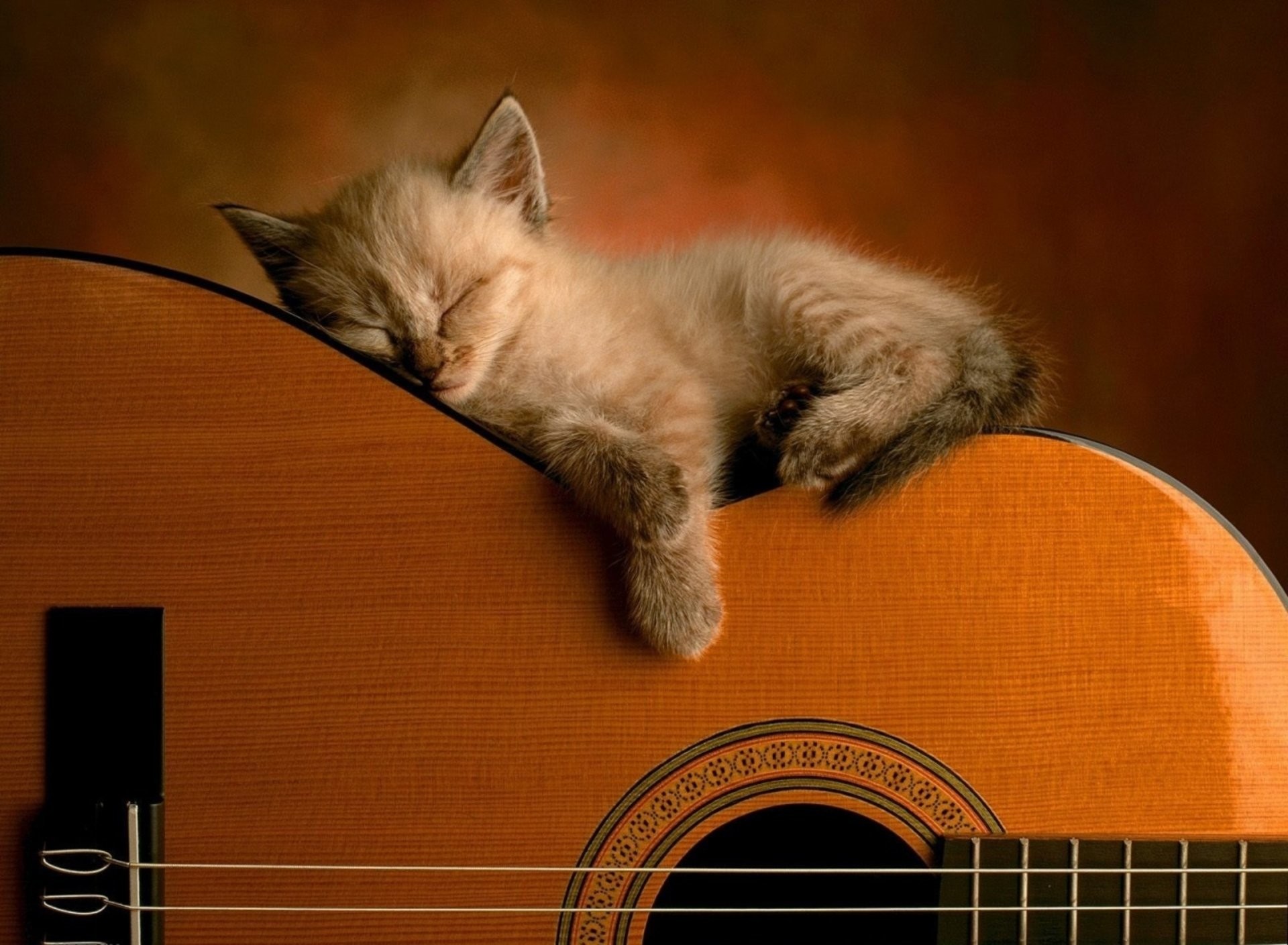 Gattino, Chitarra classica, Sonno, Toni caldi, Full HD, sfondo per PC e portatile