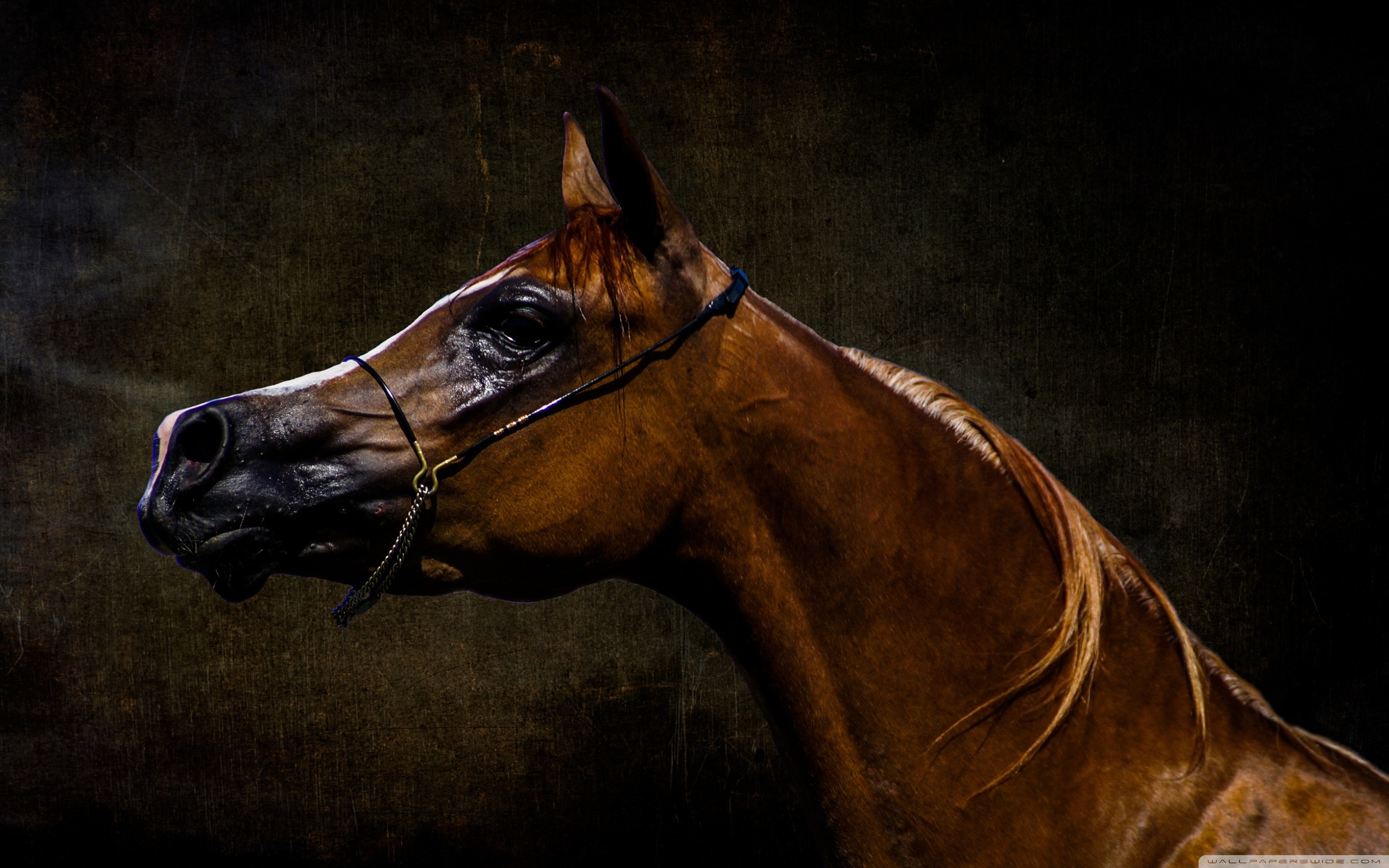 Cavallo arabo, Testa di cavallo, Sfondo scuro, Ritratto, 2880x1800, wallpaper desktop
