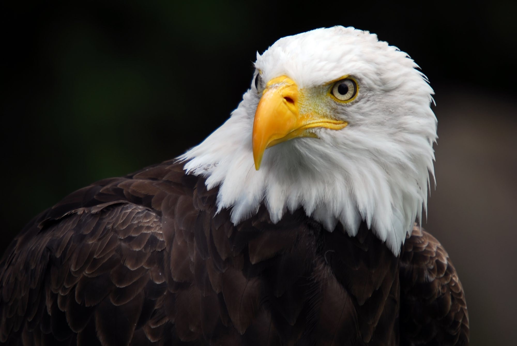 Aquila calva, Ritratto, Becco giallo, Full HD, sfondo Windows 11