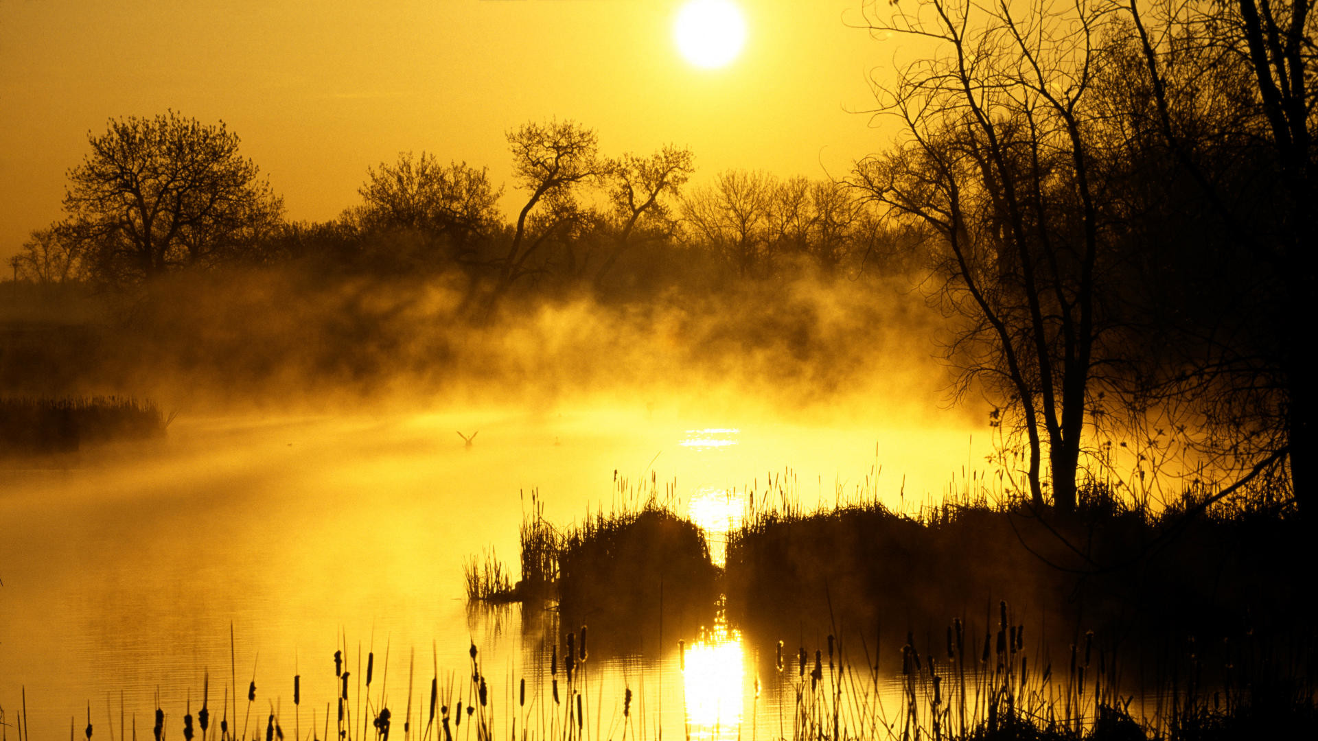 Alba, Nebbia, Lago, Silhouette, Dorato, 16:9 Full HD, sfondo widescreen