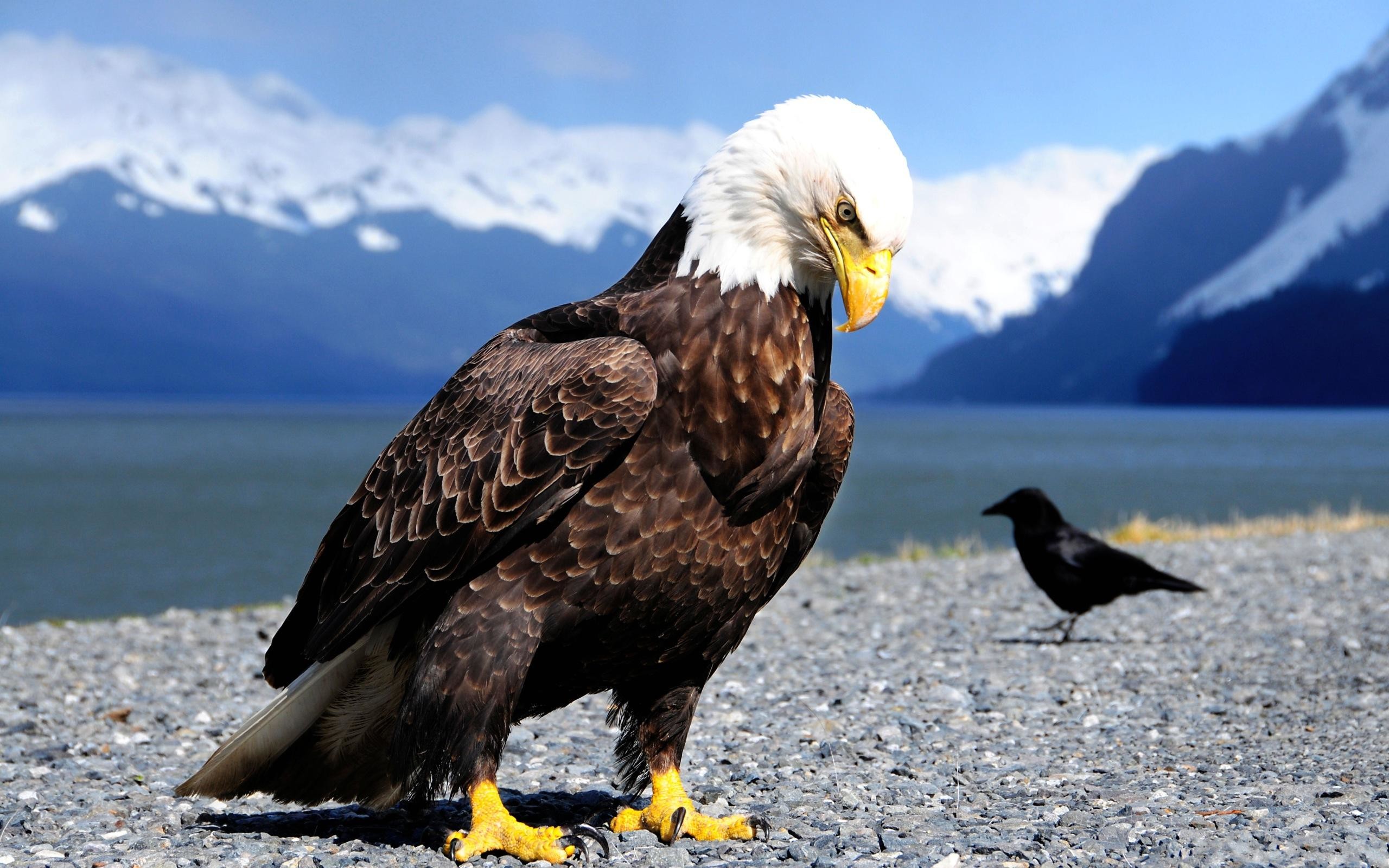 Aquila calva, Corvo, Montagne, Spiaggia, 16:10 2K, sfondo widescreen