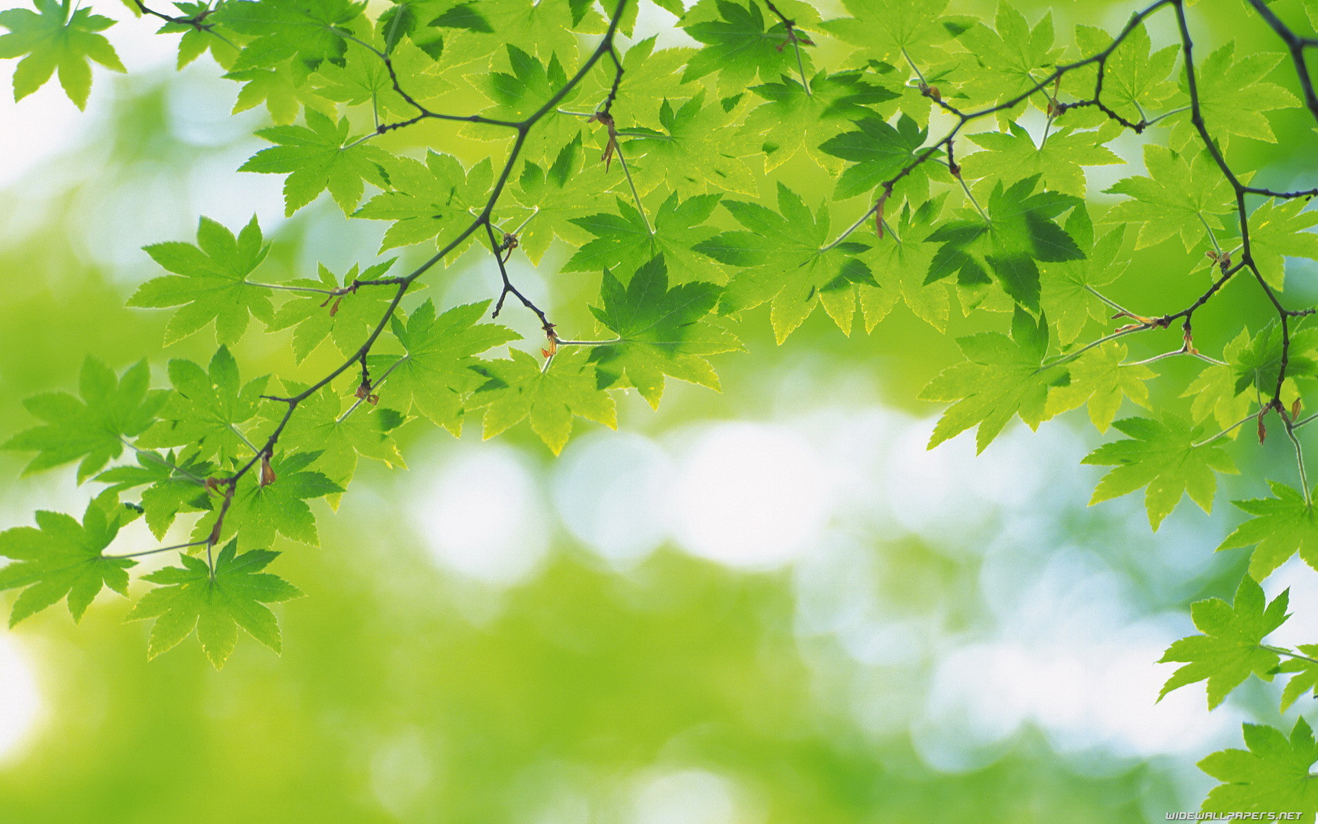 Foglie d'acero, Rami, Bokeh, Verde chiaro, 1920x1200, immagine di sfondo