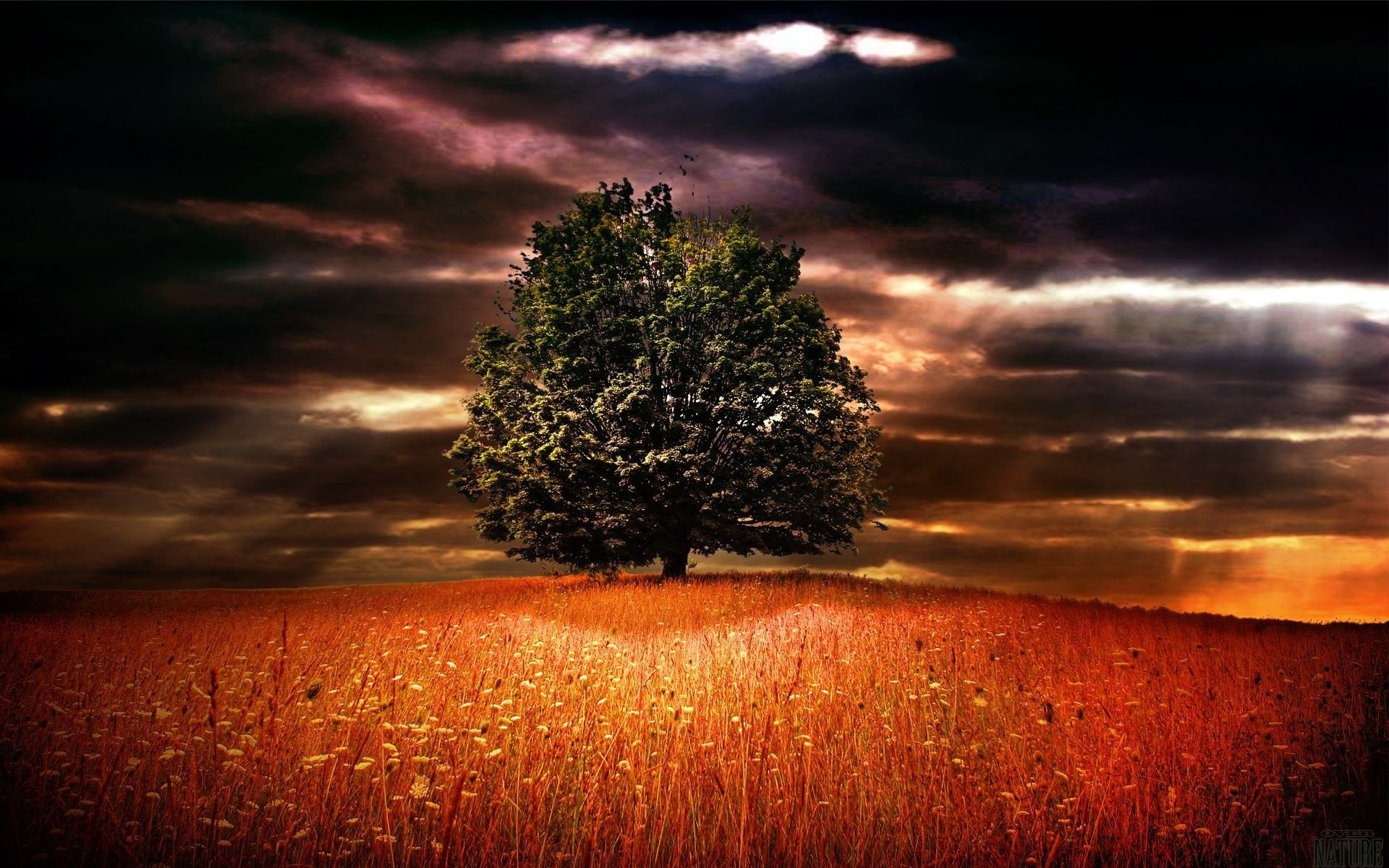 Albero solitario, Campo, Nuvole scure, Drammatico, 16:10 Full HD, wallpaper widescreen