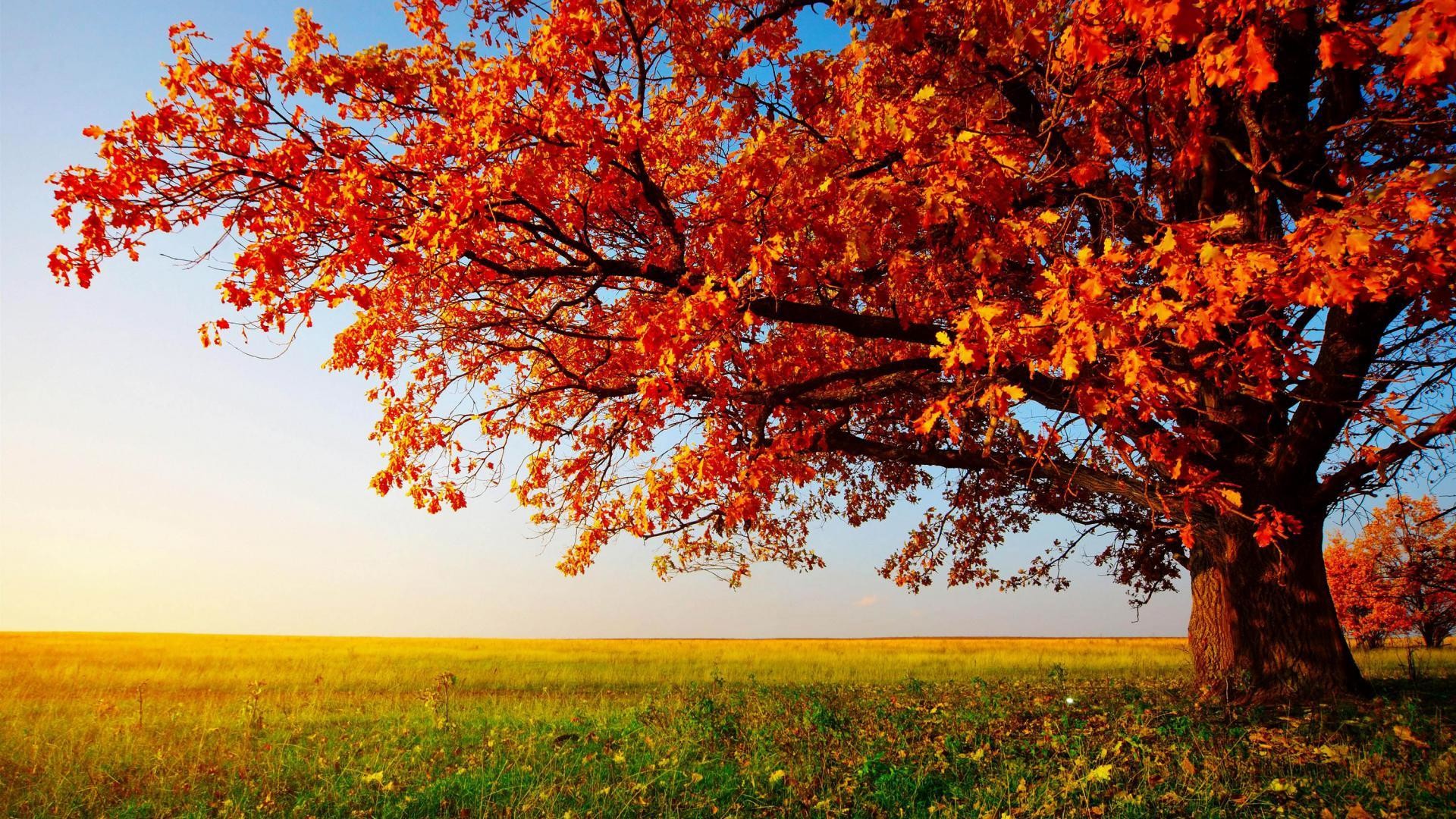 Albero, Foglie rosse, Autunno, Prato, Full HD, wallpaper per computer
