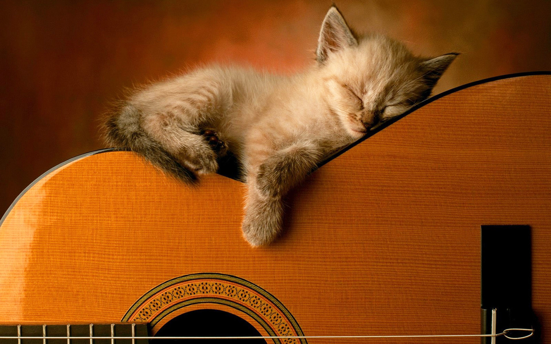 Gattino, Chitarra classica, Sonno, Toni caldi, 1920x1200, sfondo MacBook Pro